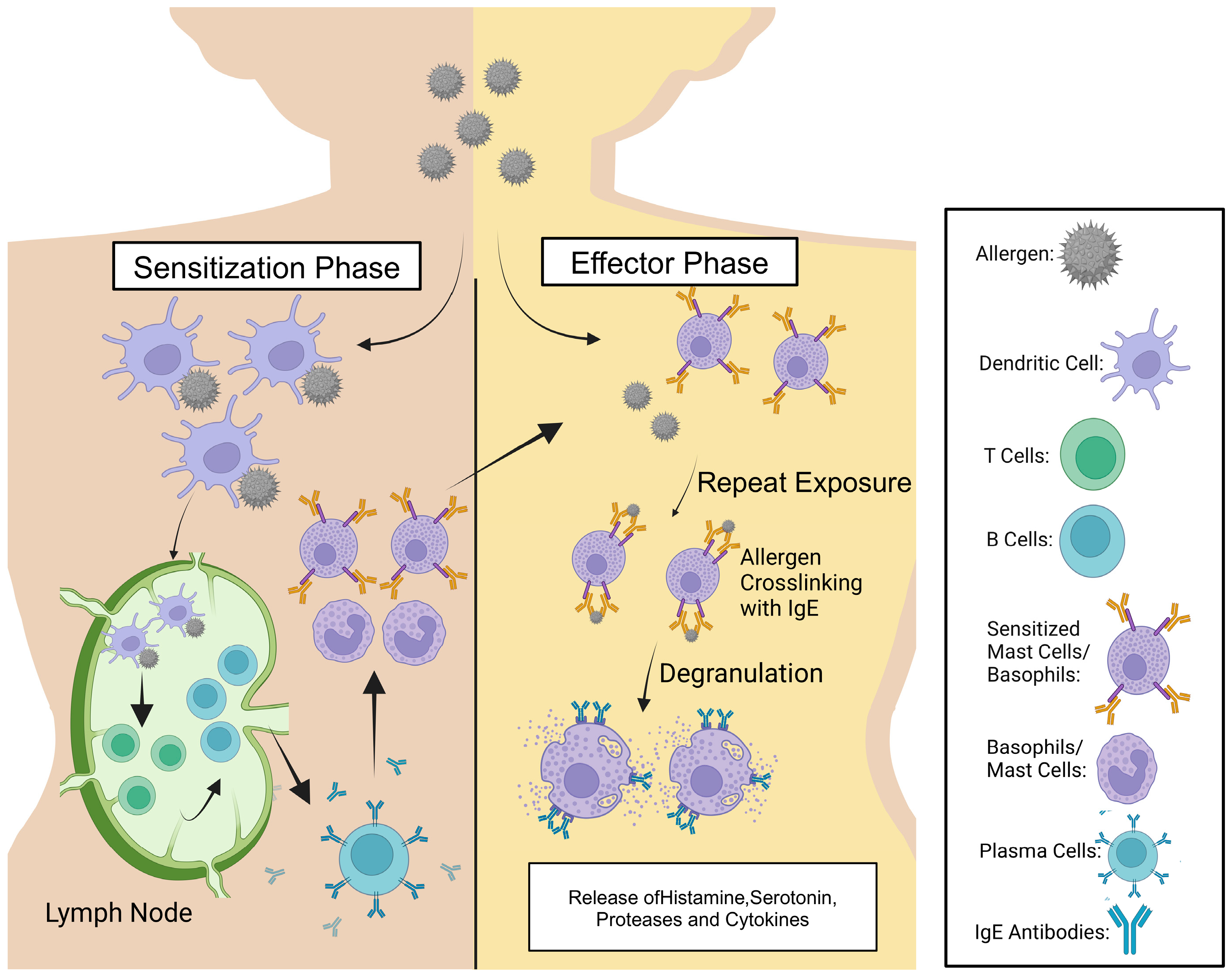 Immunotherapeutic Approaches to Peanut Allergy Treatment—Pre-Clinical ...