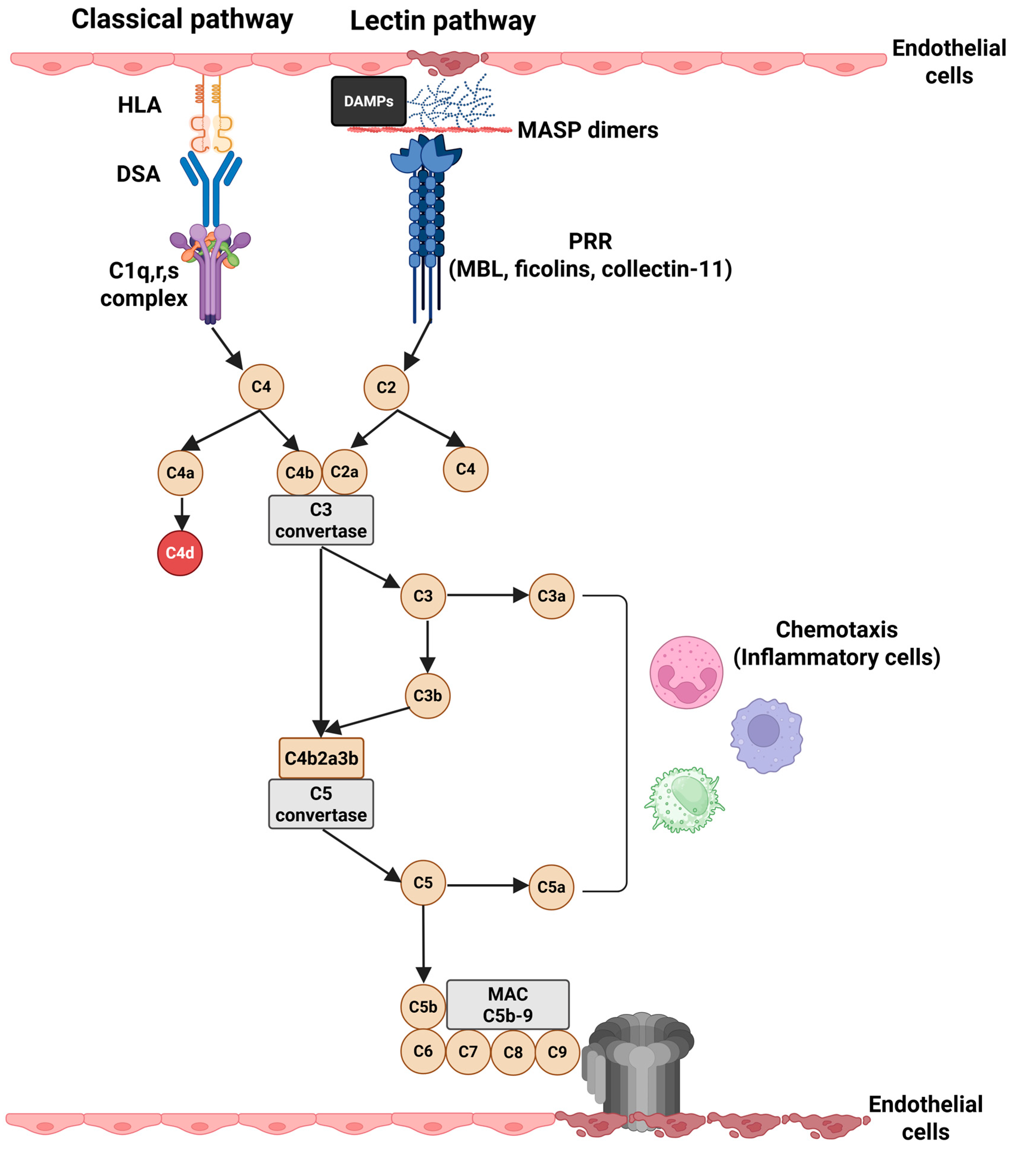 Complement in Antibody-Mediated Rejection of the Kidney