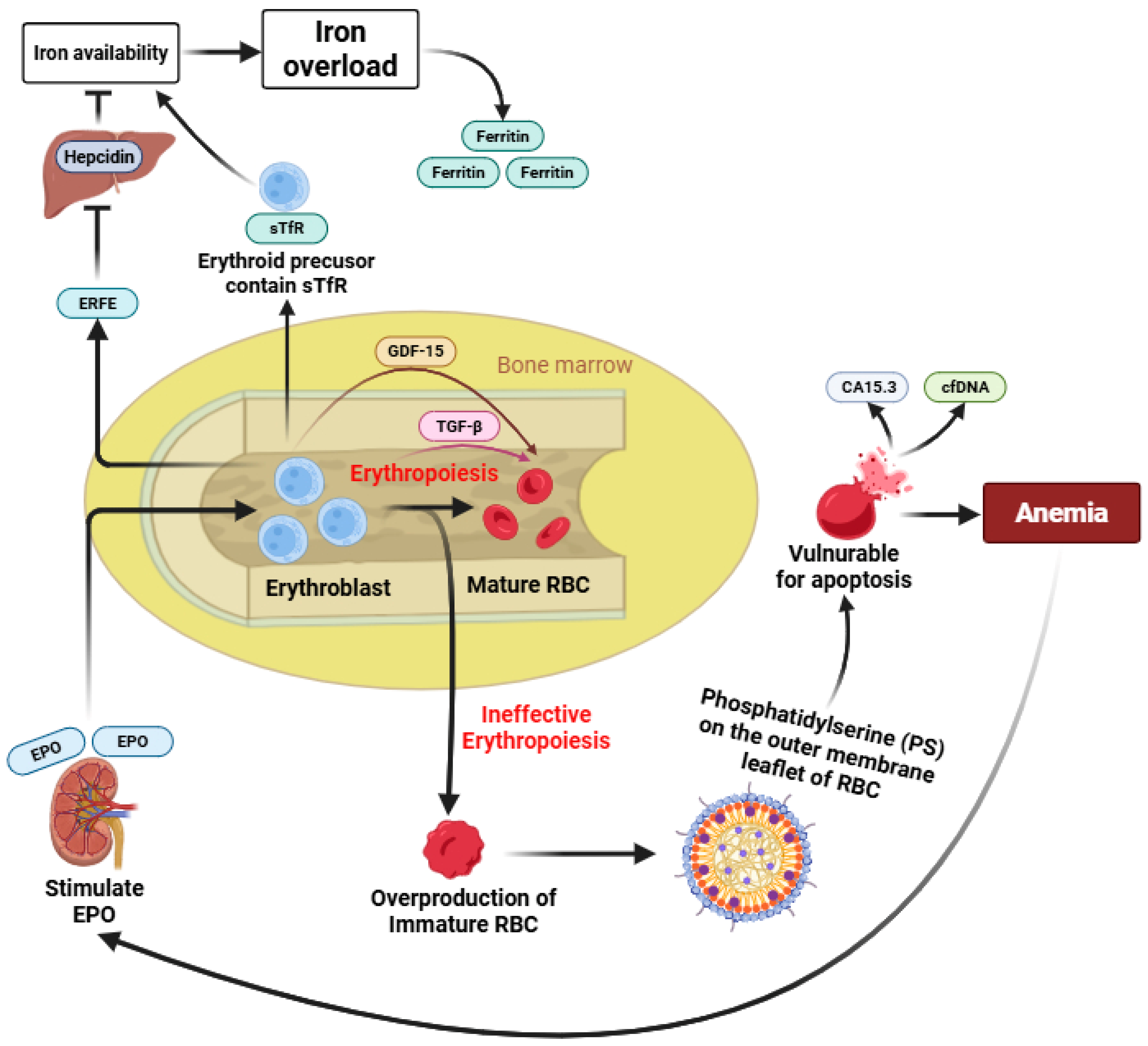 Ineffective Erythropoiesis Markers in β-Thalassemia: A Systematic Review