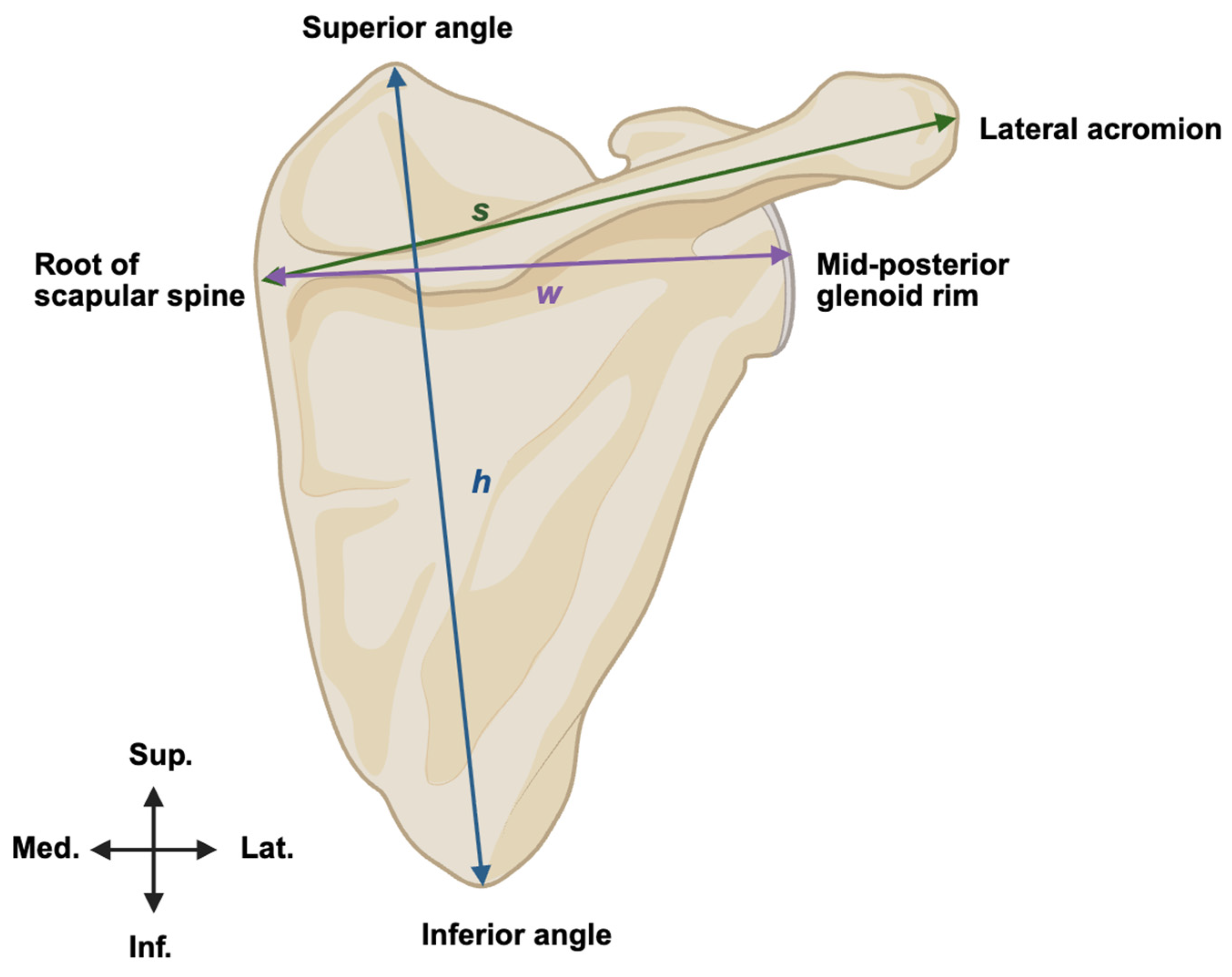 Scapular Morphometry Informs Suprascapular Nerve Injury Risk During ...
