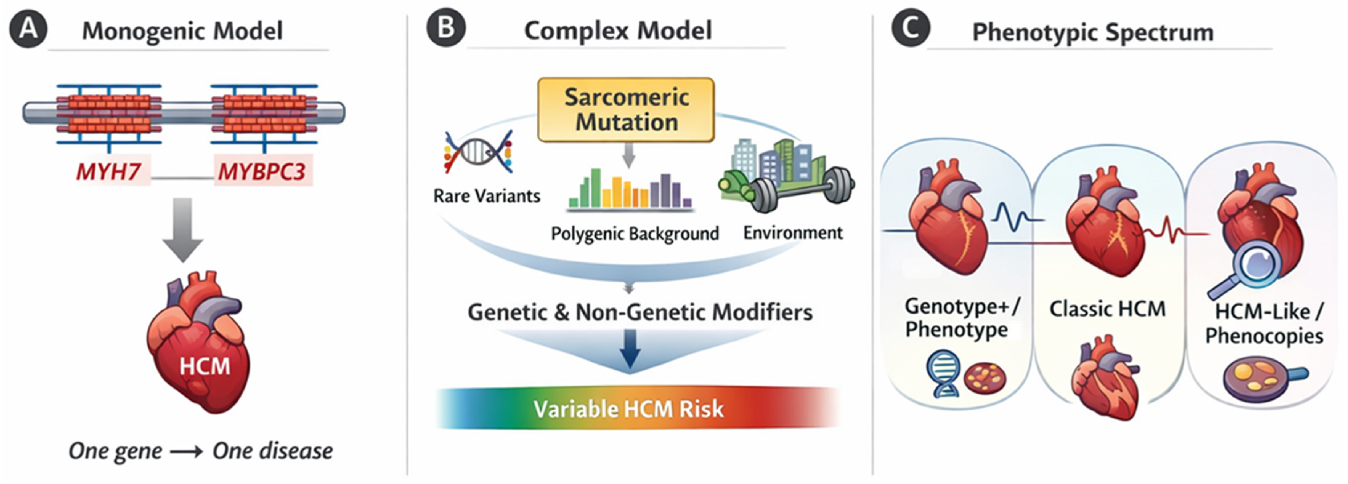 Revisiting the Genetics of Hypertrophic Cardiomyopathy: From Sarcomeres ...