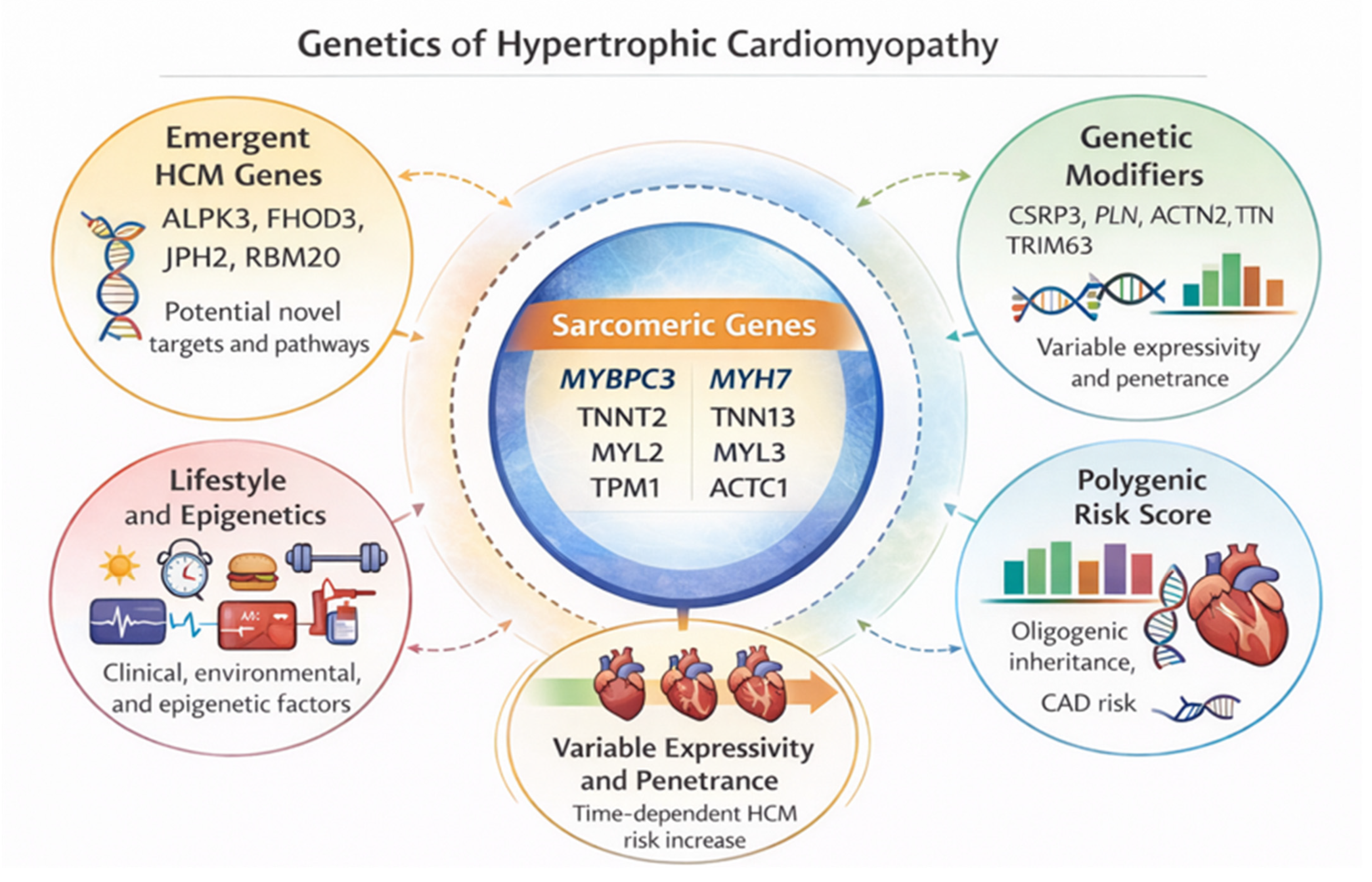 Revisiting the Genetics of Hypertrophic Cardiomyopathy: From Sarcomeres ...