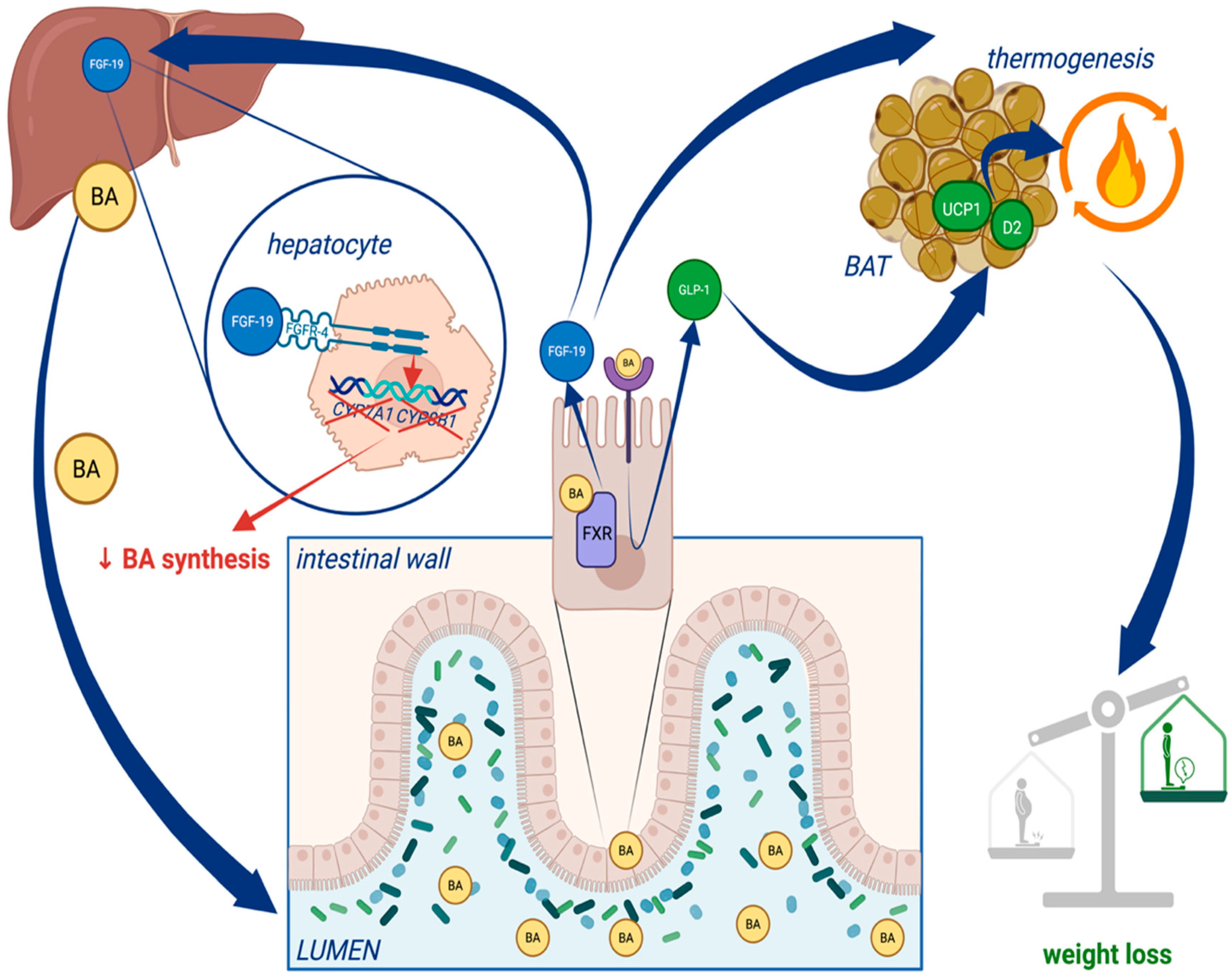 Activation of Brown Adipocytes by Farnesoid X Receptor Agonist ...