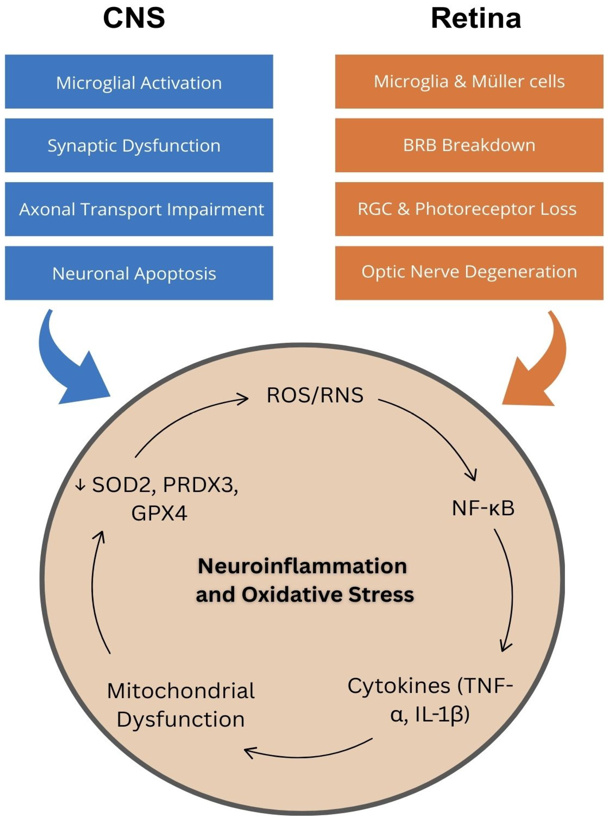 Targeting Neuroinflammation and Oxidative Stress to Slow ...