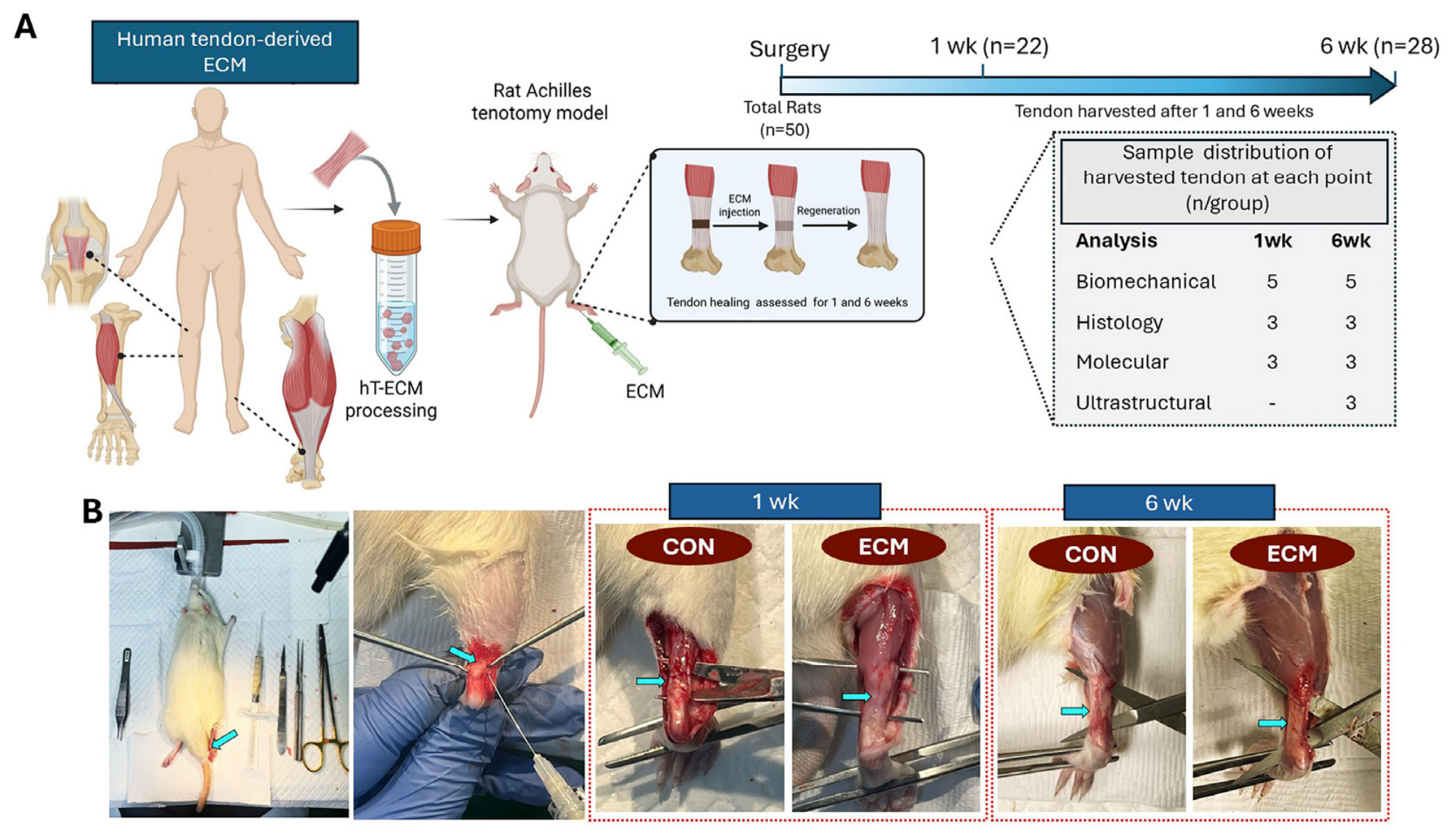 Efficacy of Human Tendon-Derived Extracellular Matrix in Achilles ...