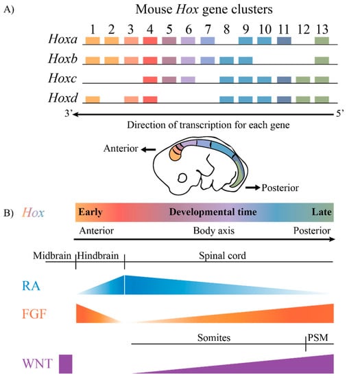 JDB | Free Full-Text | Transcriptional Regulation and Implications for  Controlling Hox Gene Expression