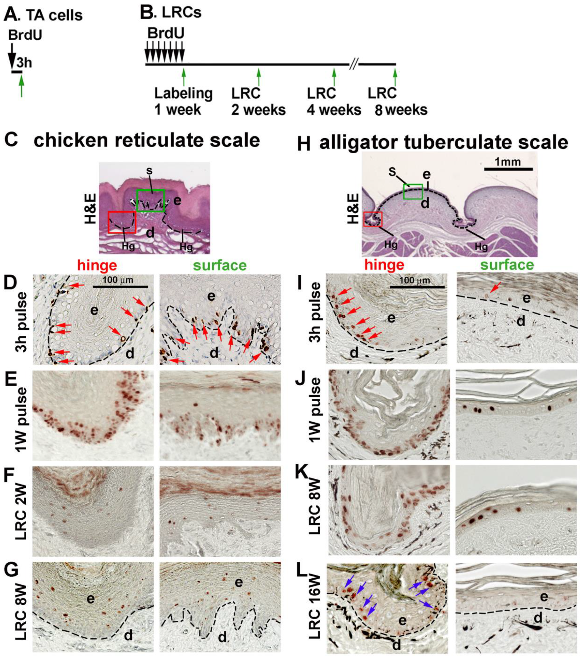 Comprehensive molecular and cellular studies suggest avian scutate scales  are secondarily derived from feathers, and more distant from reptilian  scales