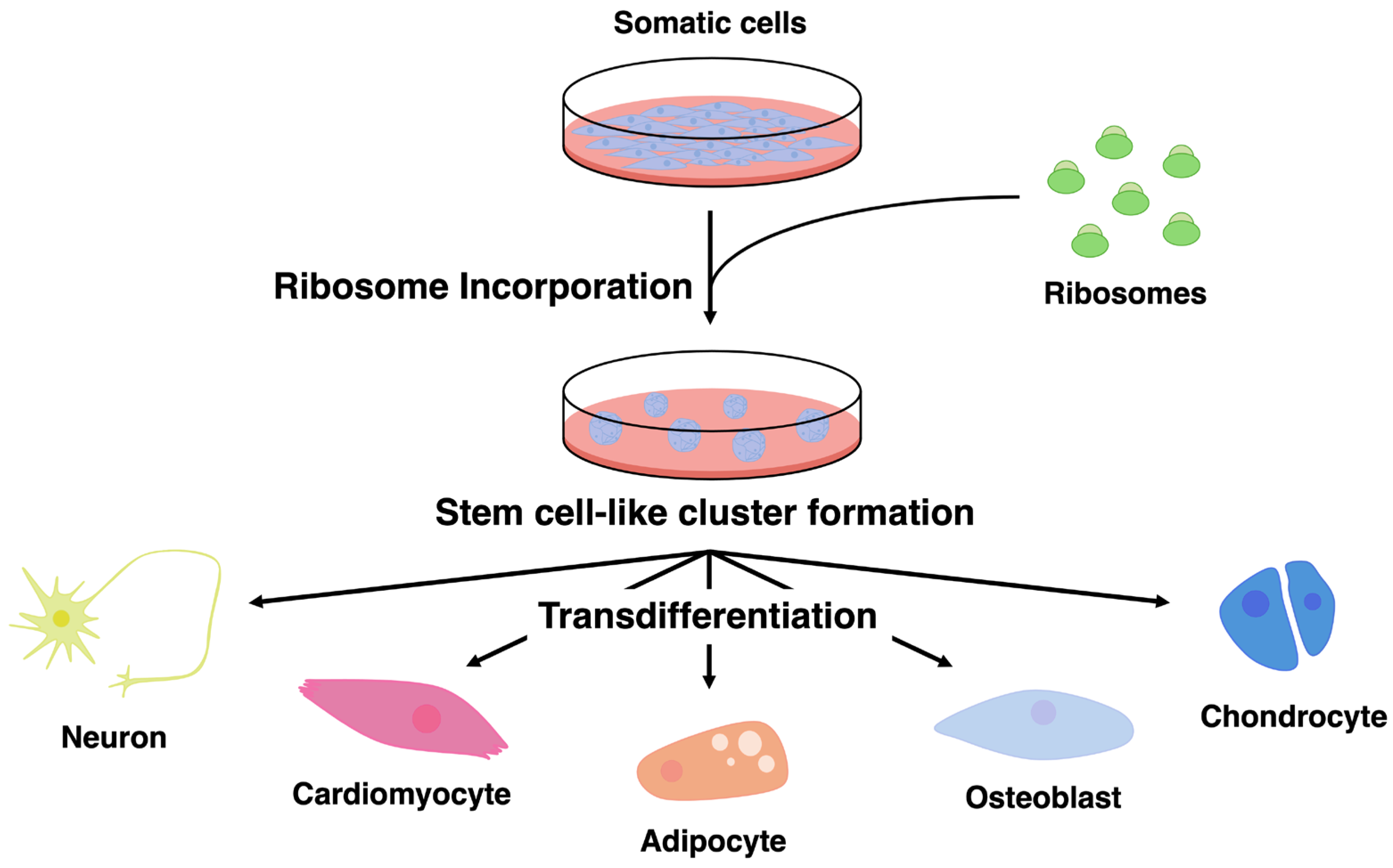 Novel Functions and Potential of Ribosomes: From Cellular ...