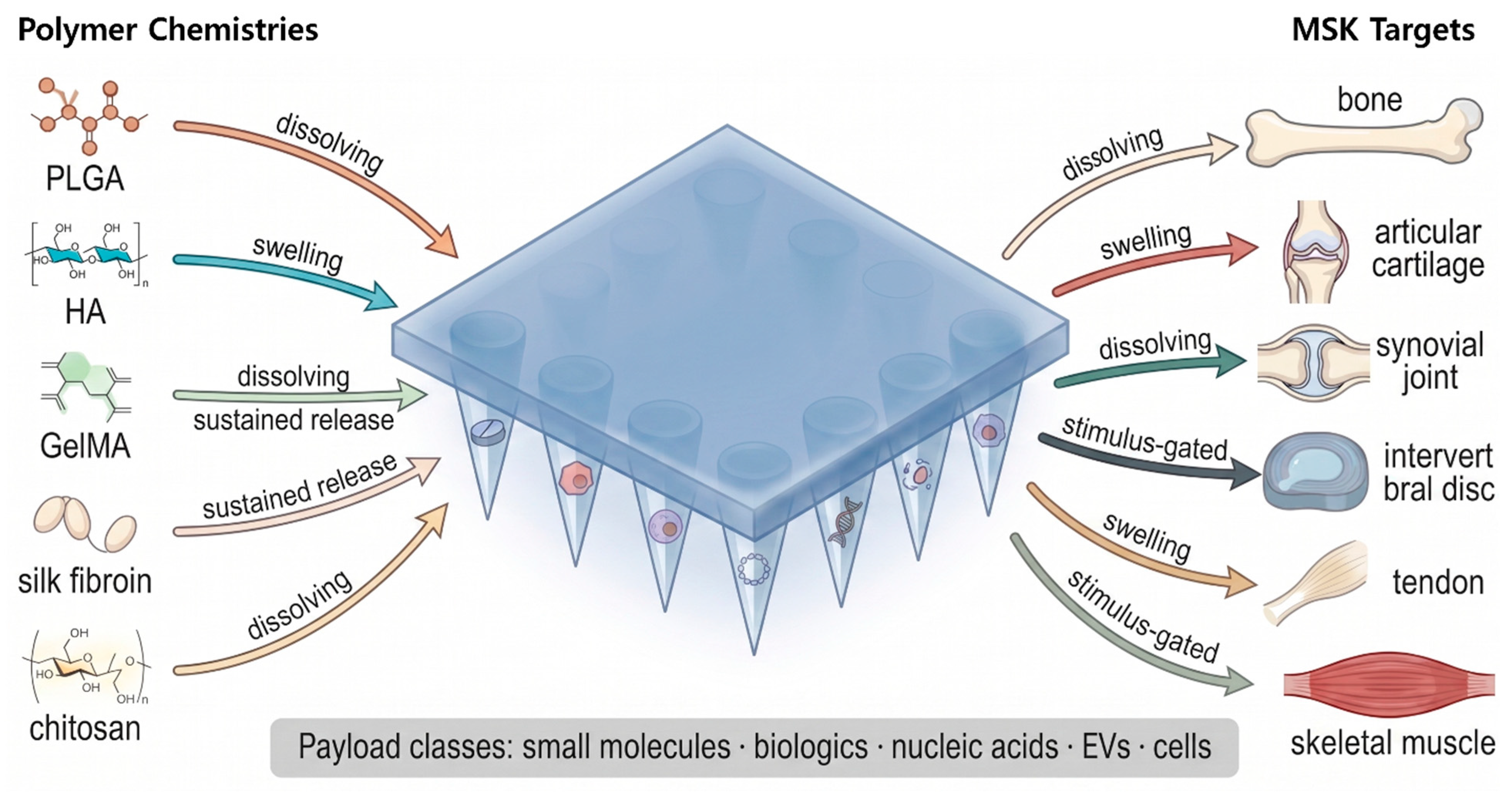 Polymer Microneedles for Localized Drug Delivery in Musculoskeletal ...
