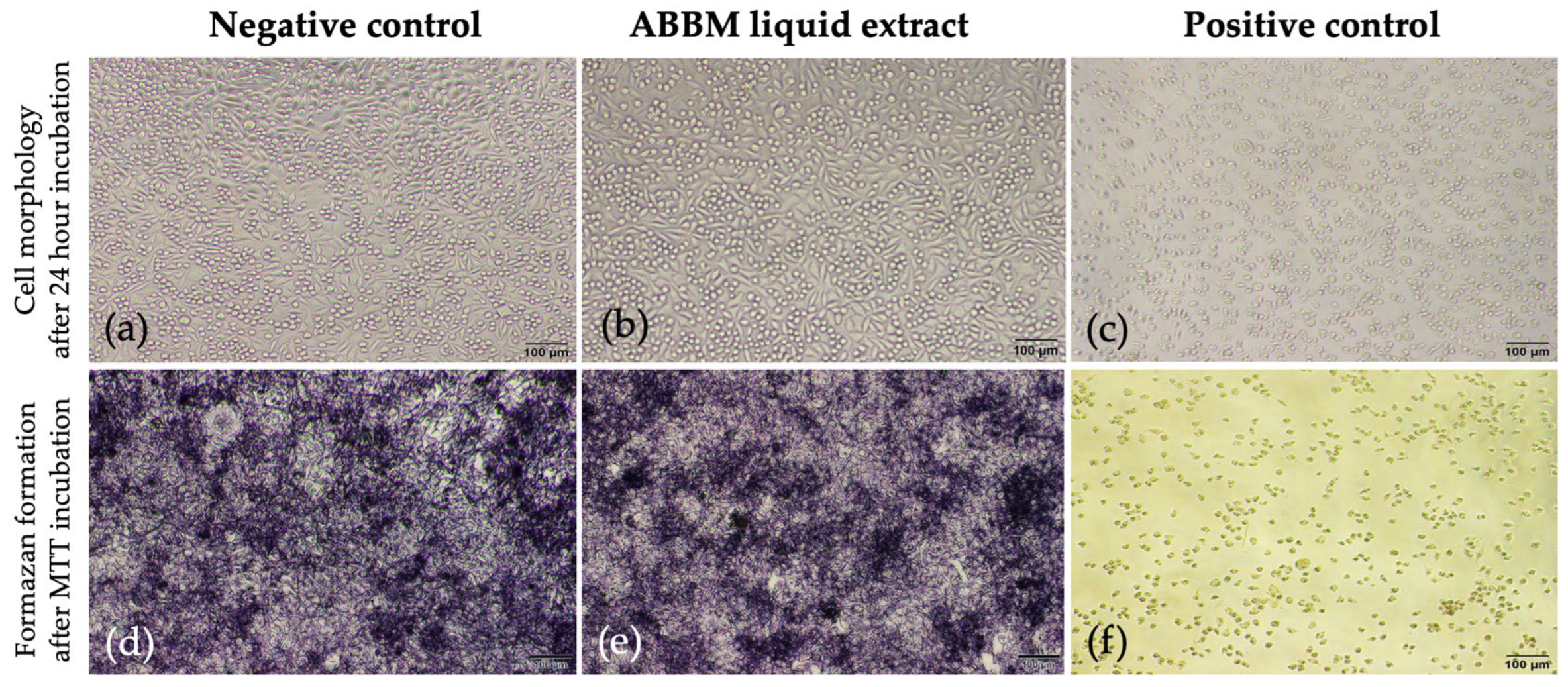 Partially Demineralized Acellular Bovine Bone Matrix Supports for Bone ...