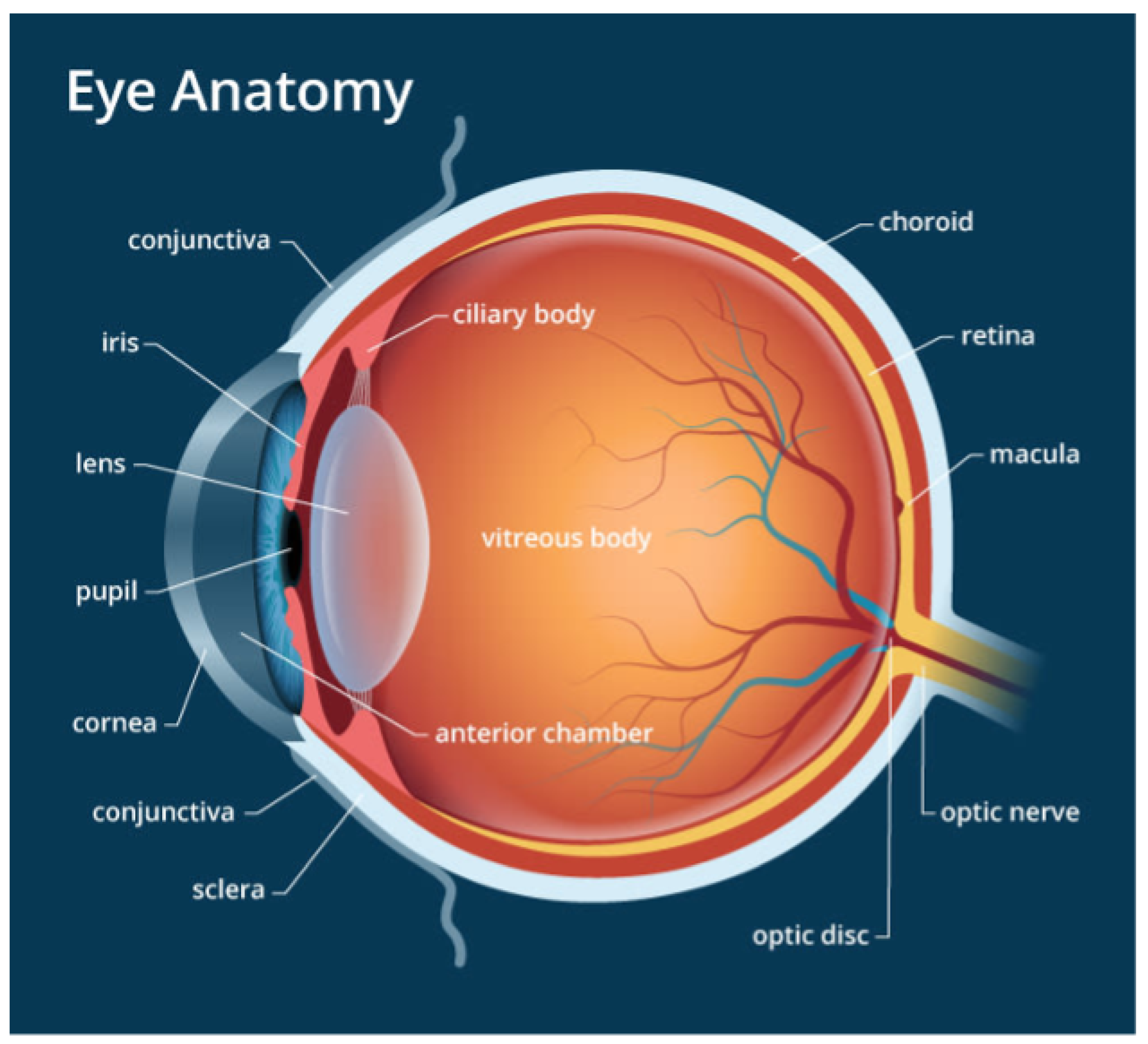 Retina: Anatomy, Function & Common Conditions