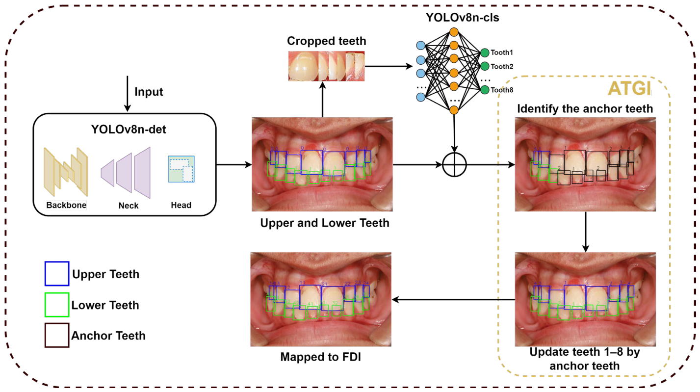 Structure-Guided Tooth Numbering and Lesion Localization in Visible ...