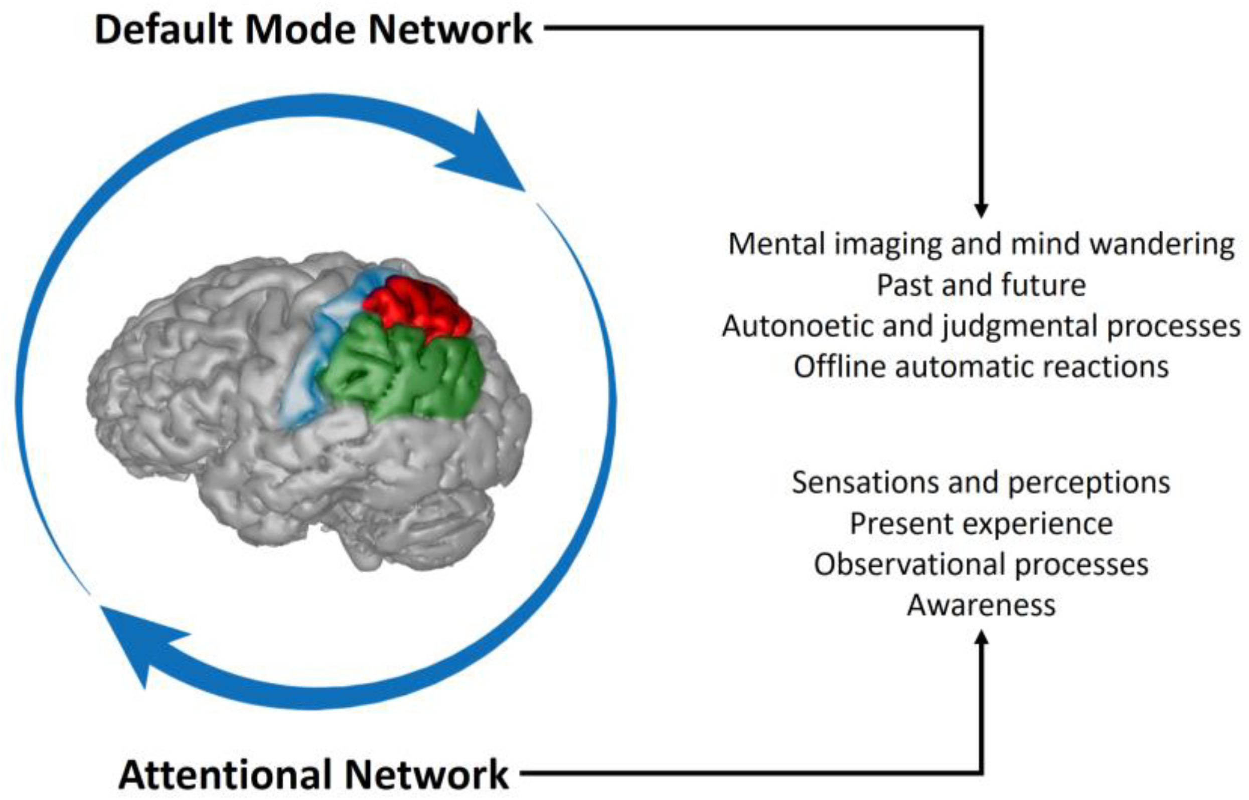 The Human Brain: Deconstructing Behaviour: Robert Thomas K…