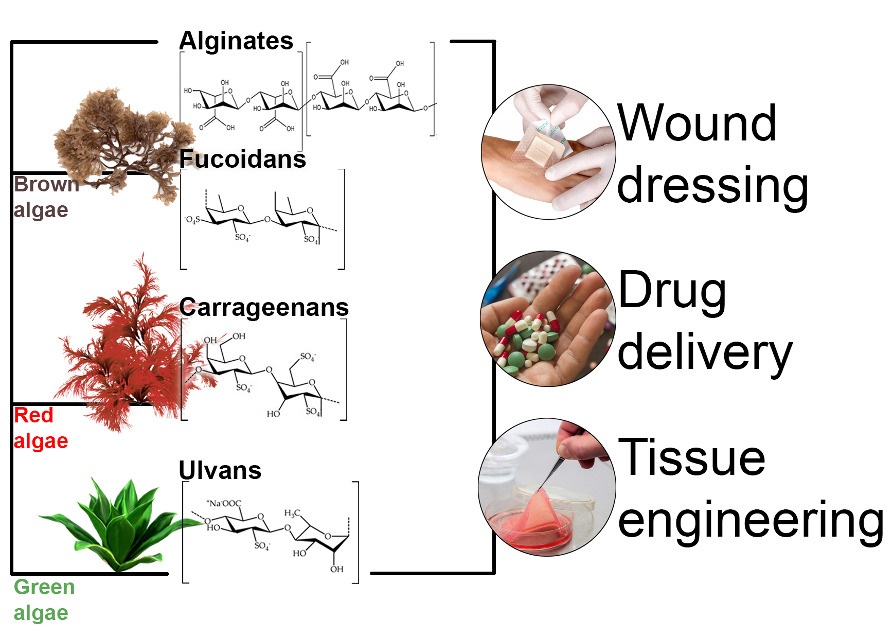 mulighed At dræbe dart JMSE | Free Full-Text | Marine Algae Polysaccharides as Basis for Wound  Dressings, Drug Delivery, and Tissue Engineering: A Review