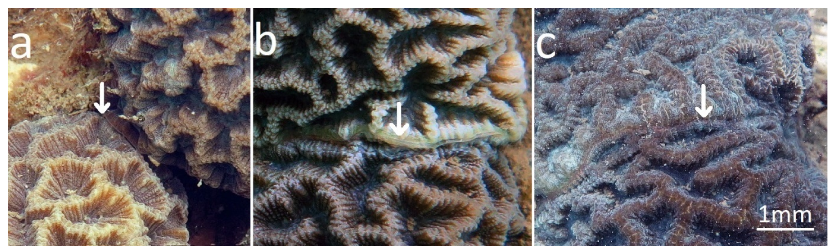 10 Best Acropora COLONIES at the Top Shelf Aquatics Coral Farm 