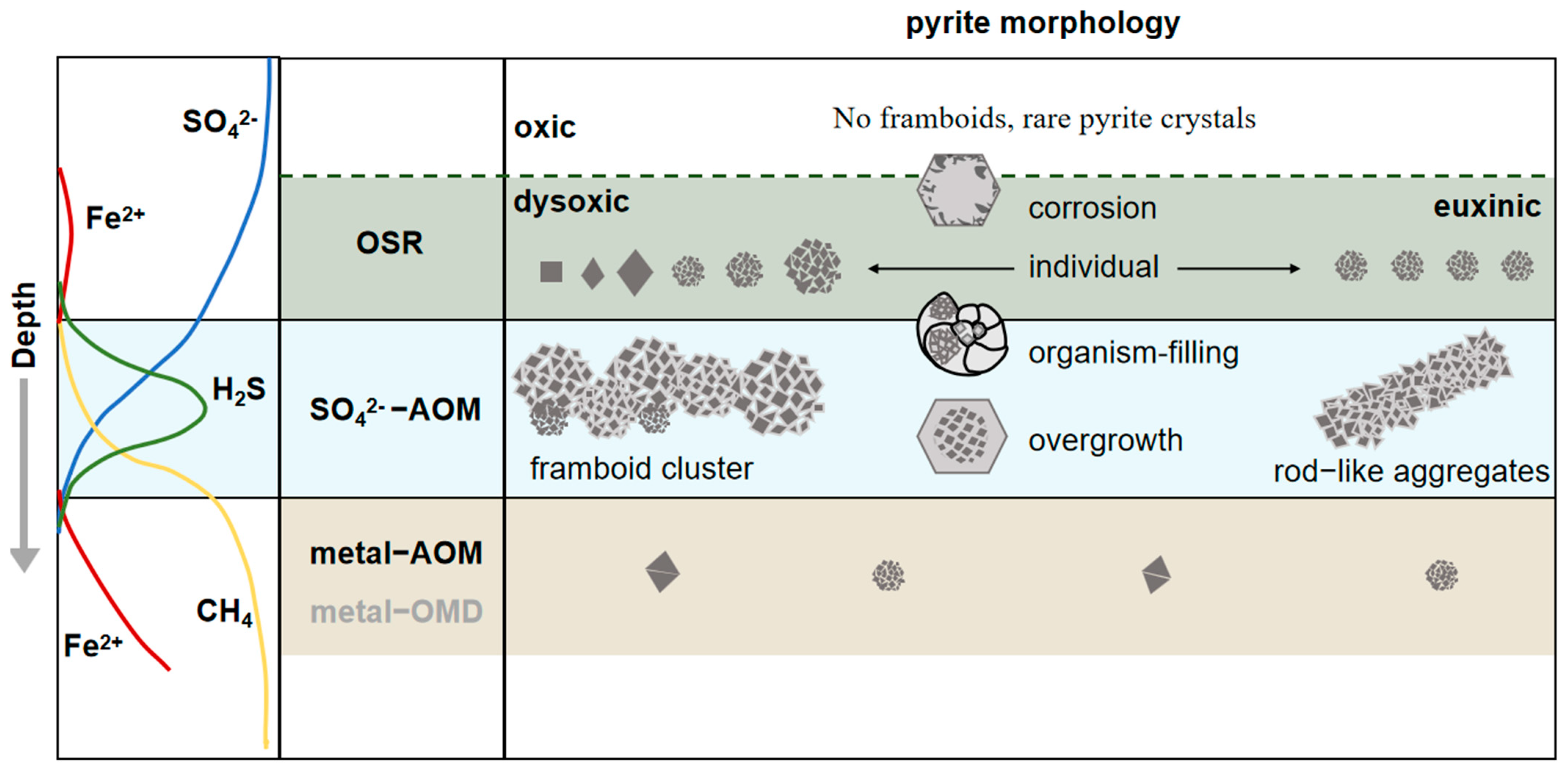 JMSE Free Full Text The Morphological Characteristics Of Authigenic 