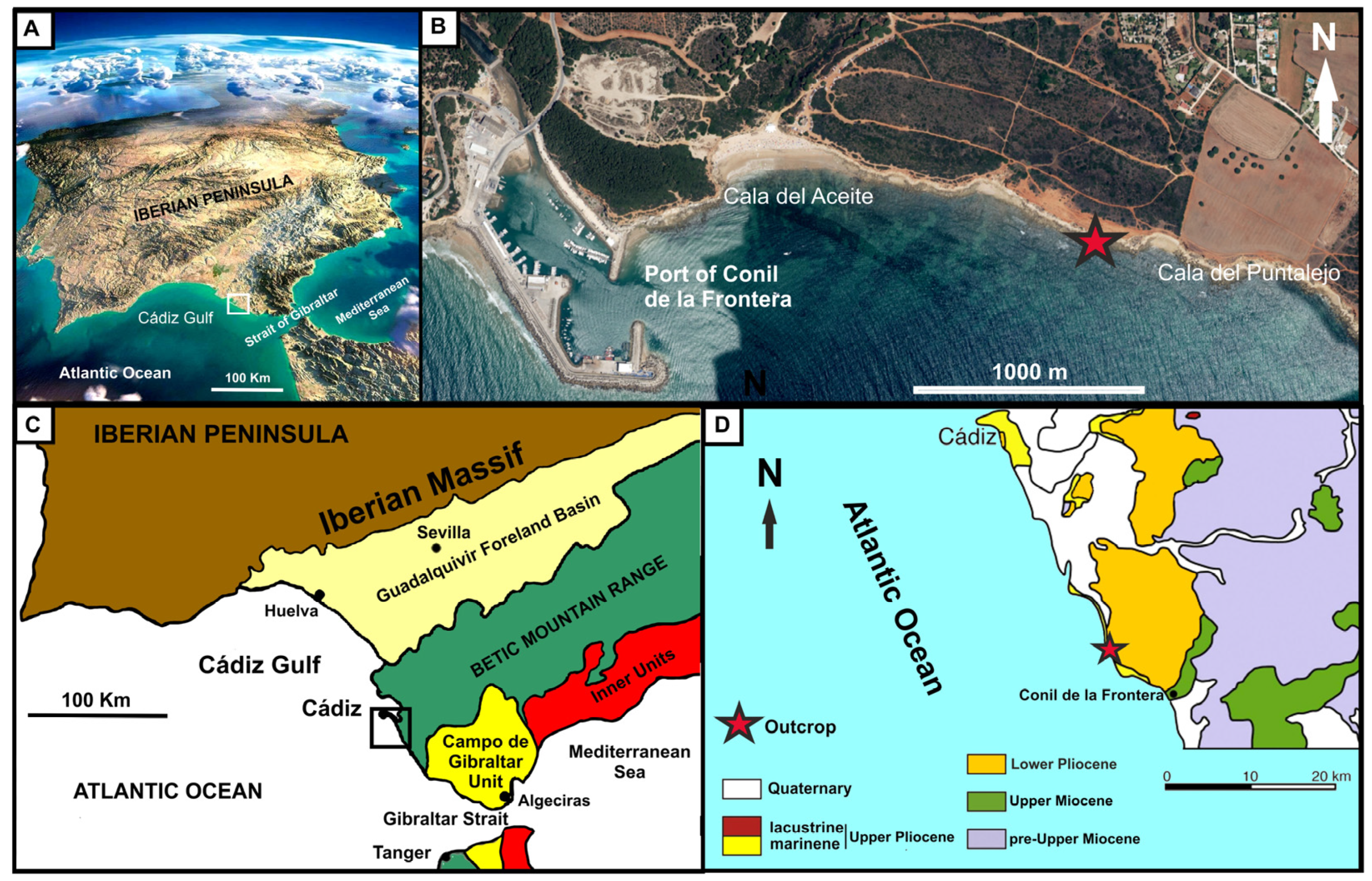 JMSE | Free Full-Text | Taphonomy of a Mysticete Whale from the