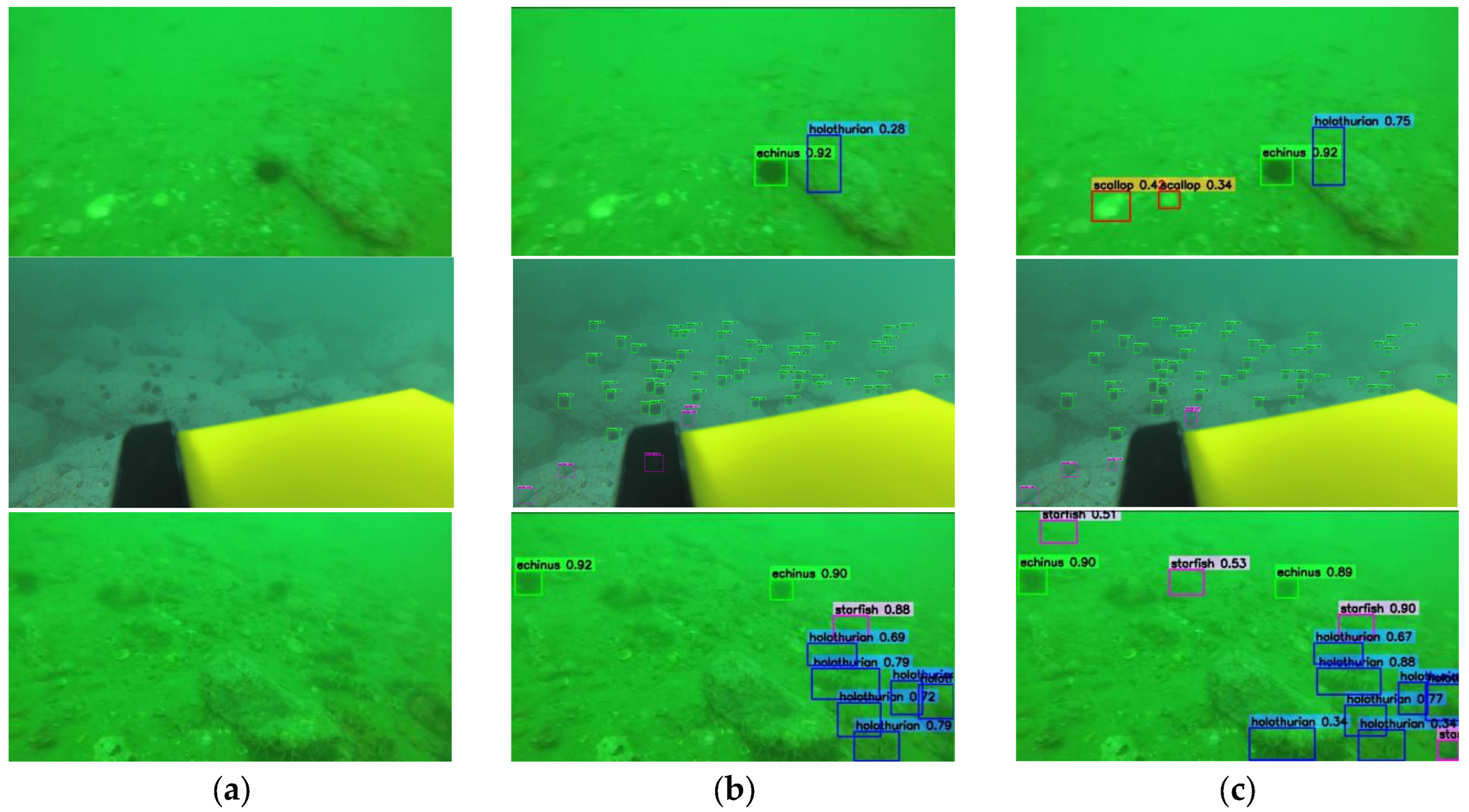 MIP-YOLO11: An Underwater Object Detection Model Based on Improved YOLO11