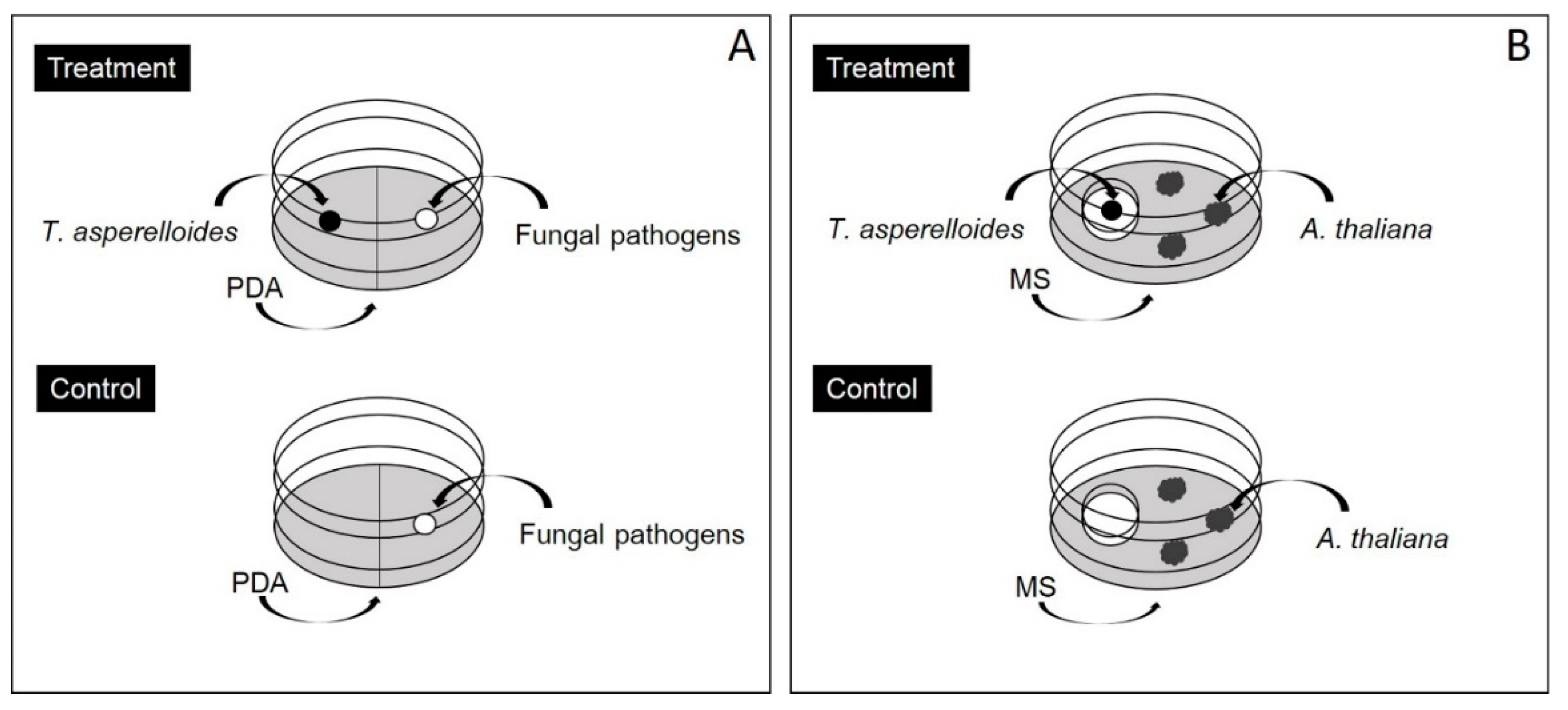 PDF) Antifungal activity of volatile compounds generated by