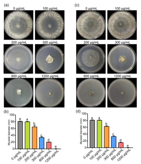 ε-poly-L-lysine Affects the Vegetative Growth, Pathogenicity