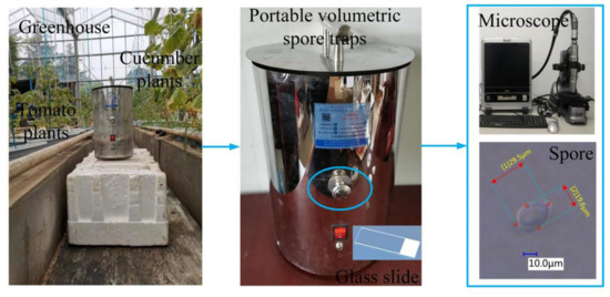 A Rapid Detection Method for Fungal Spores from Greenhouse A Rapid Detection Method for Fungal Spores from Greenhouse