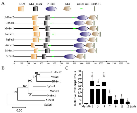 UvKmt2-Mediated H3K4 Trimethylation Is Required for Pathogenicity and ...