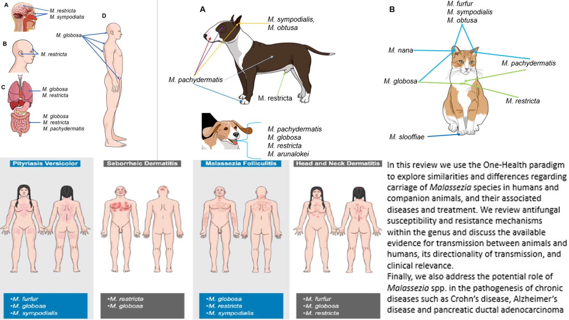 JoF Free Full-Text Malassezia Zoonotic Implications, Parallels and Differences in Colonization and Disease in Humans and Animals