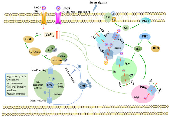 JoF | Free Full-Text | Updating Insights into the Regulatory Mechanisms ...