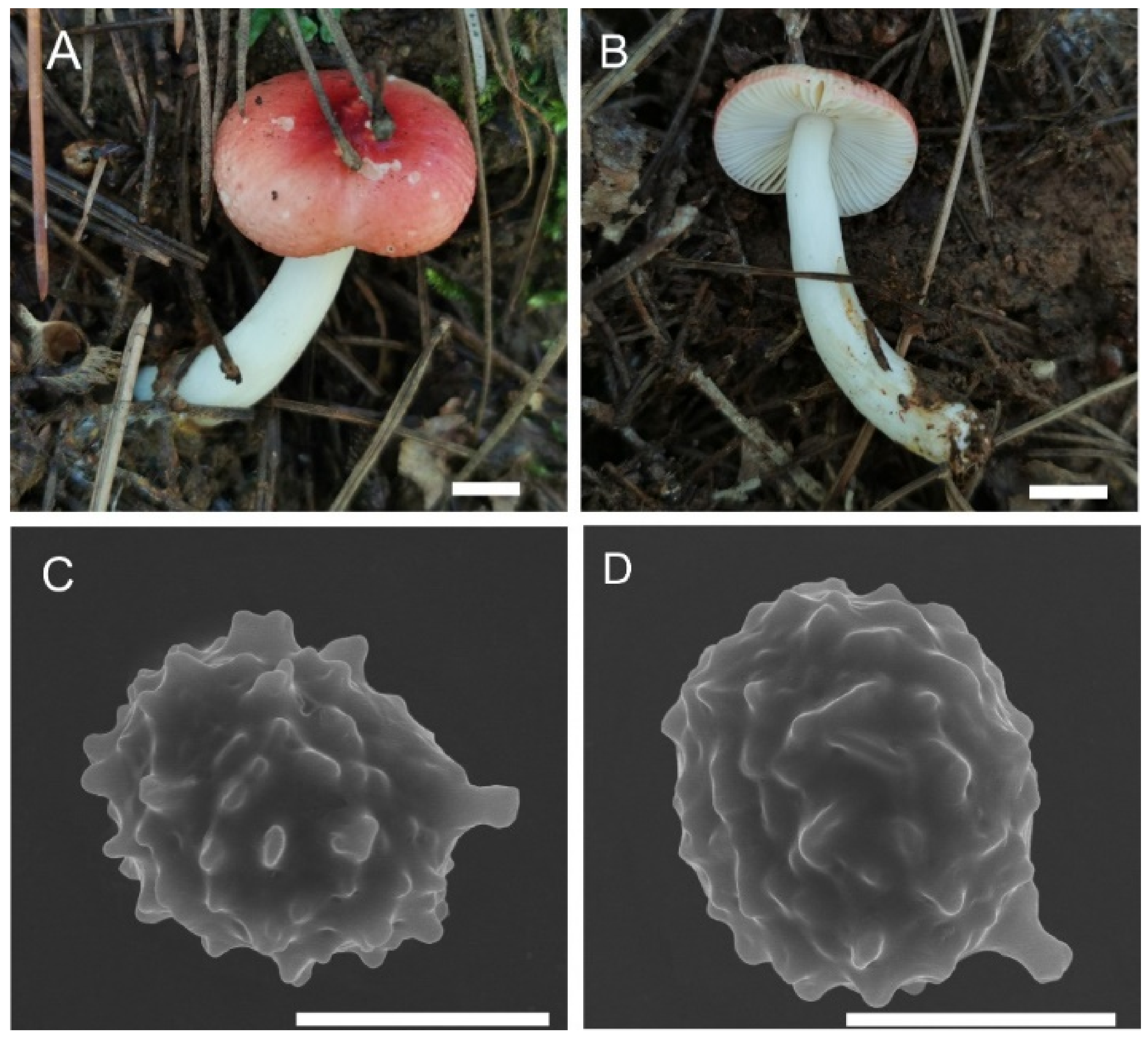 Morphological Characteristics And Phylogeny Reveal Six New Species In Morphological Characteristics And Phylogeny Reveal Six New Species In