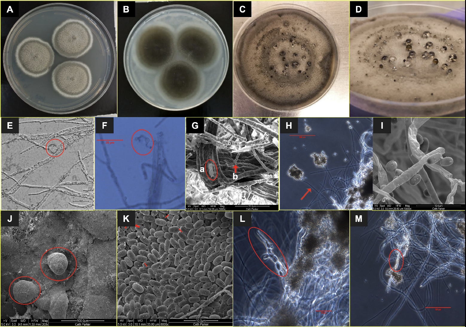 Description and Genome Characterization of Three Novel Fungal Strains Isolated from Mars 2020 Mission-Associated Spacecraft Assembly Facility Surfaces—Recommendations for Two New Genera and One Species