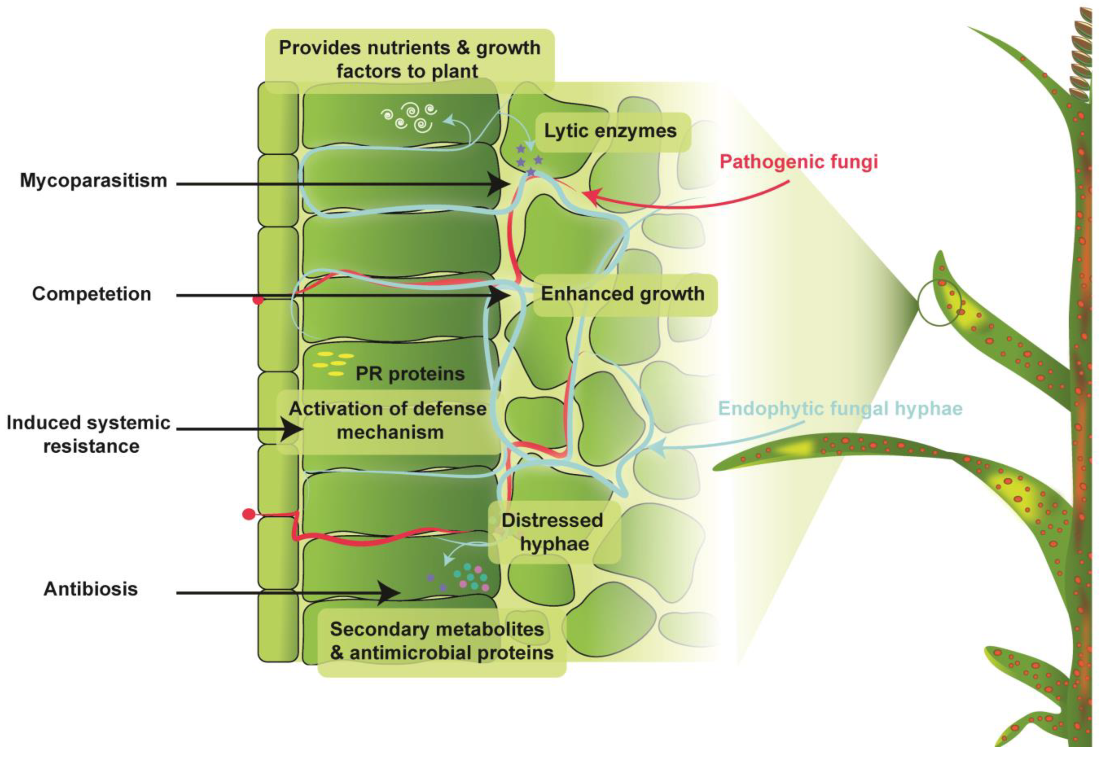 JoF | Free Full-Text | Uniting the Role of Endophytic Fungi against Plant  Pathogens and Their Interaction