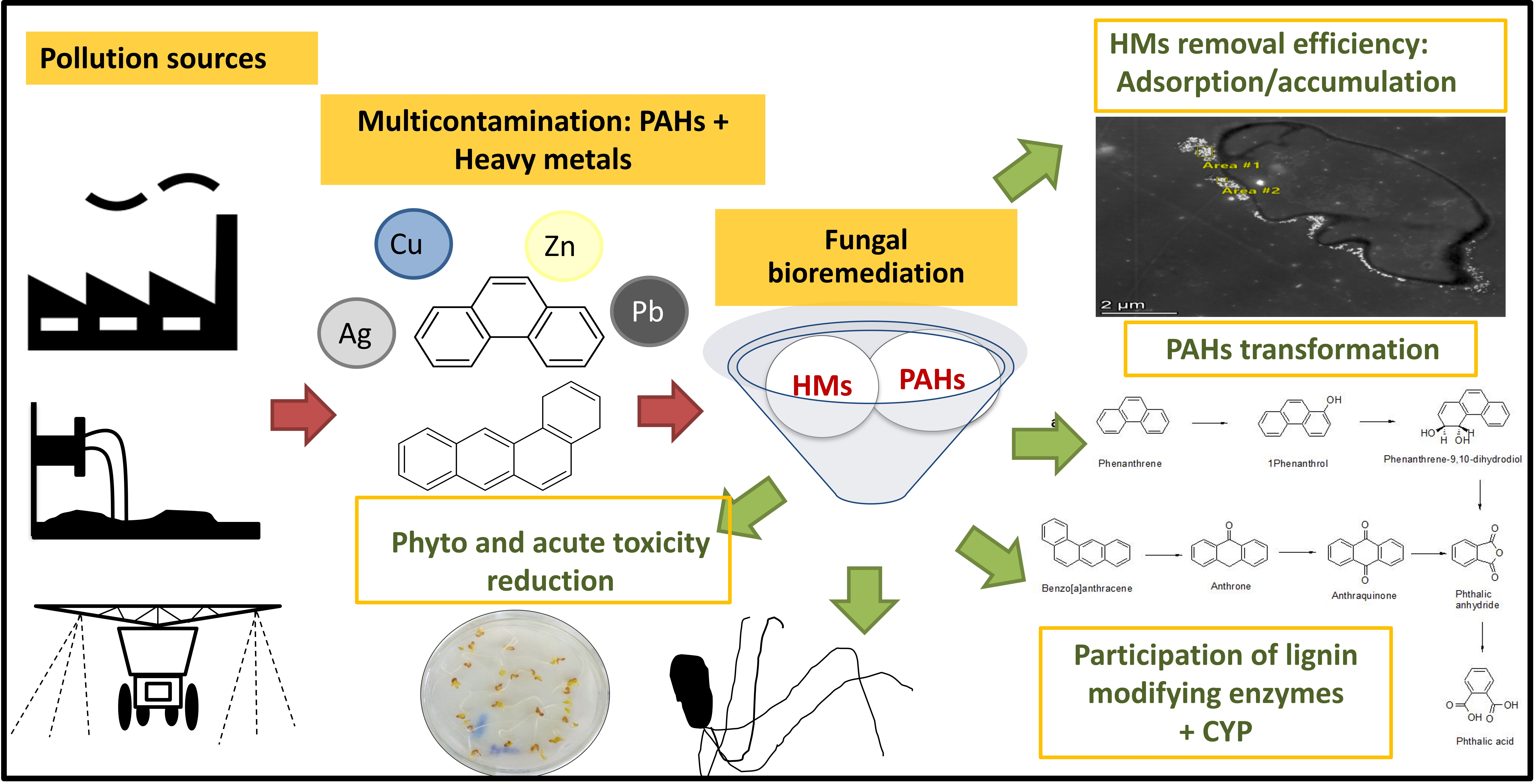 Full article: Abiotic transformation of polycyclic aromatic