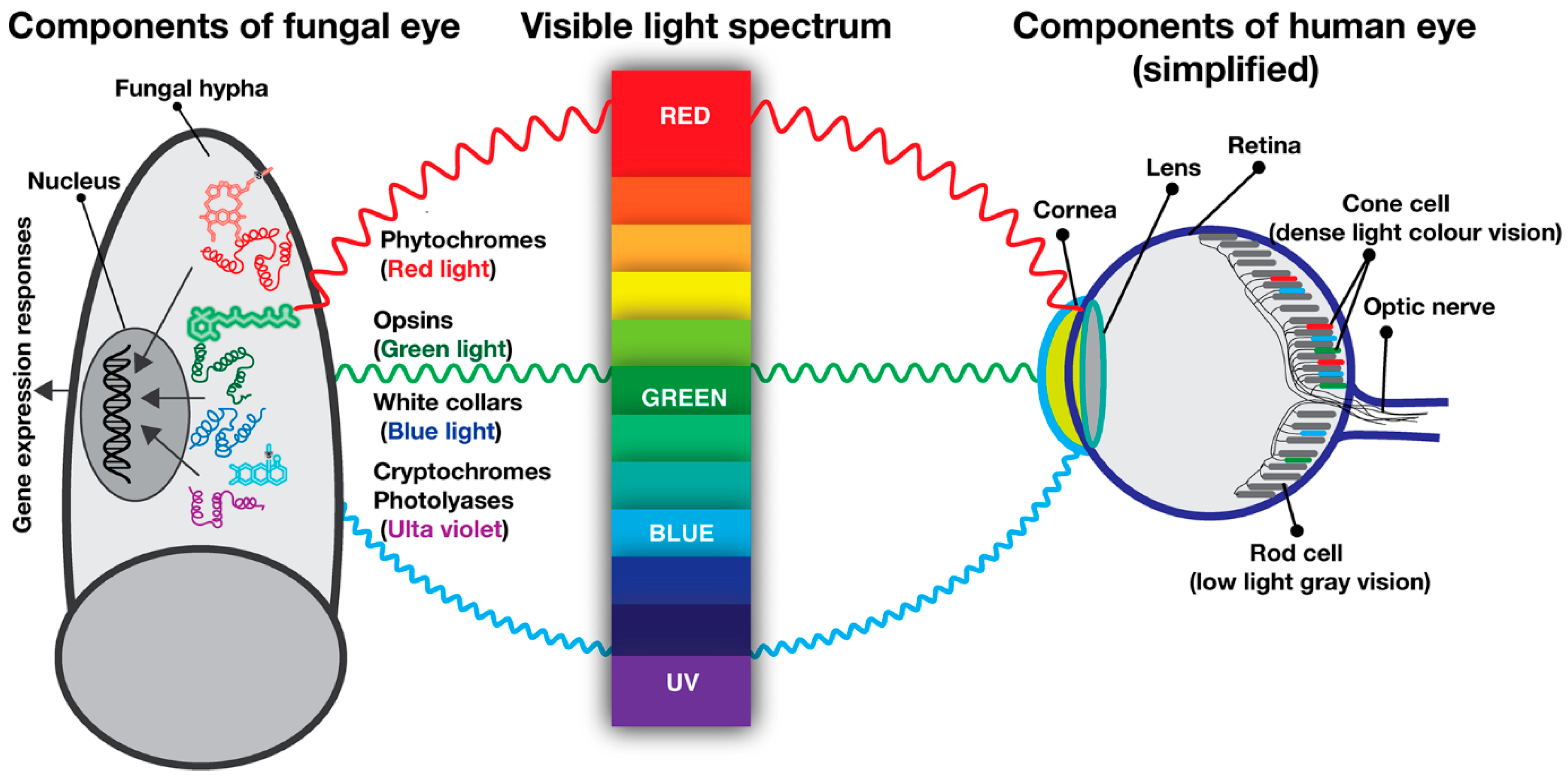 Photoreceptors Photoreceptors