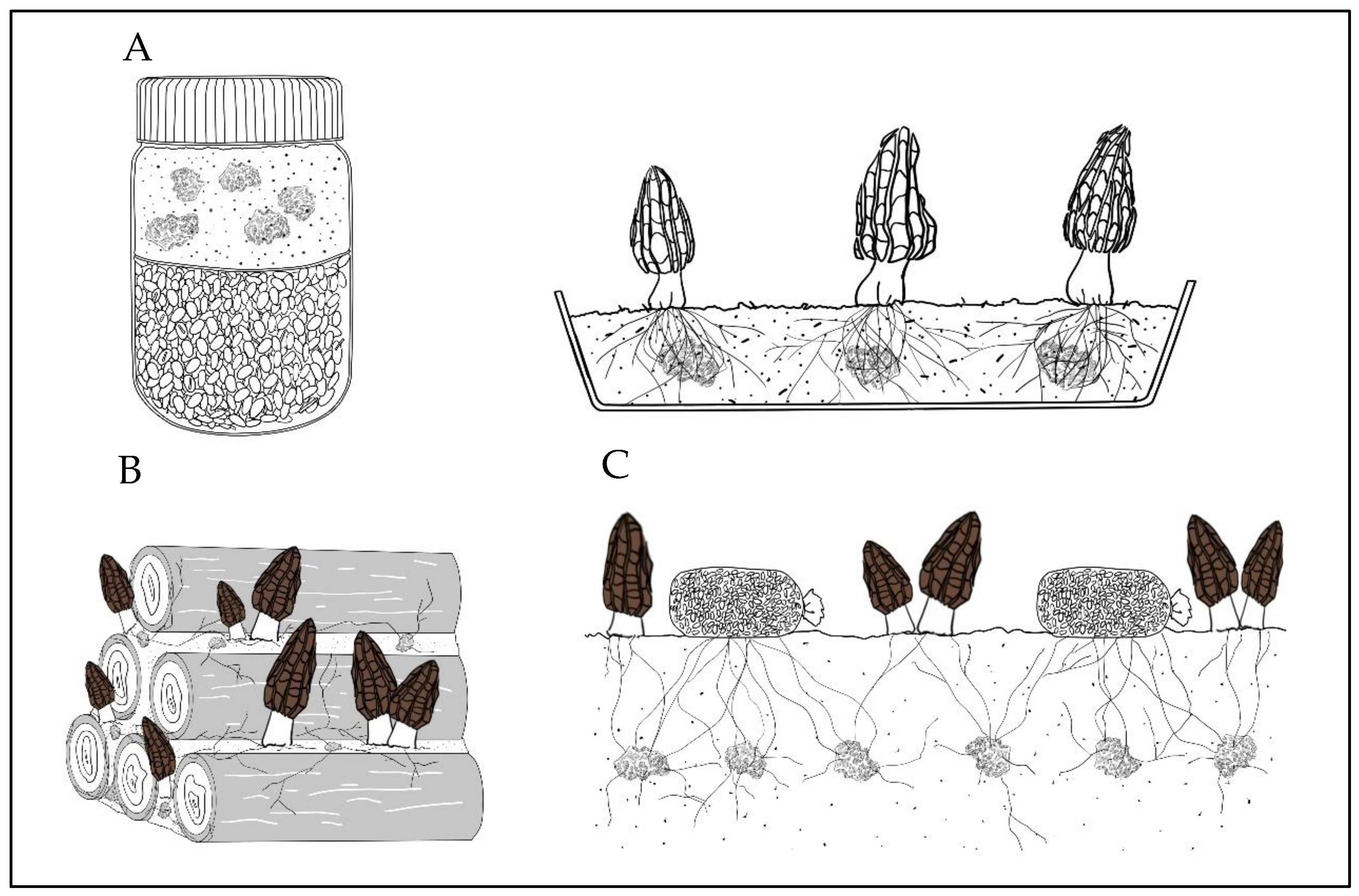 JoF Free Full-Text Large-Scale Field Cultivation of Morchella and Relevance of Basic Knowledge for Its Steady Production
