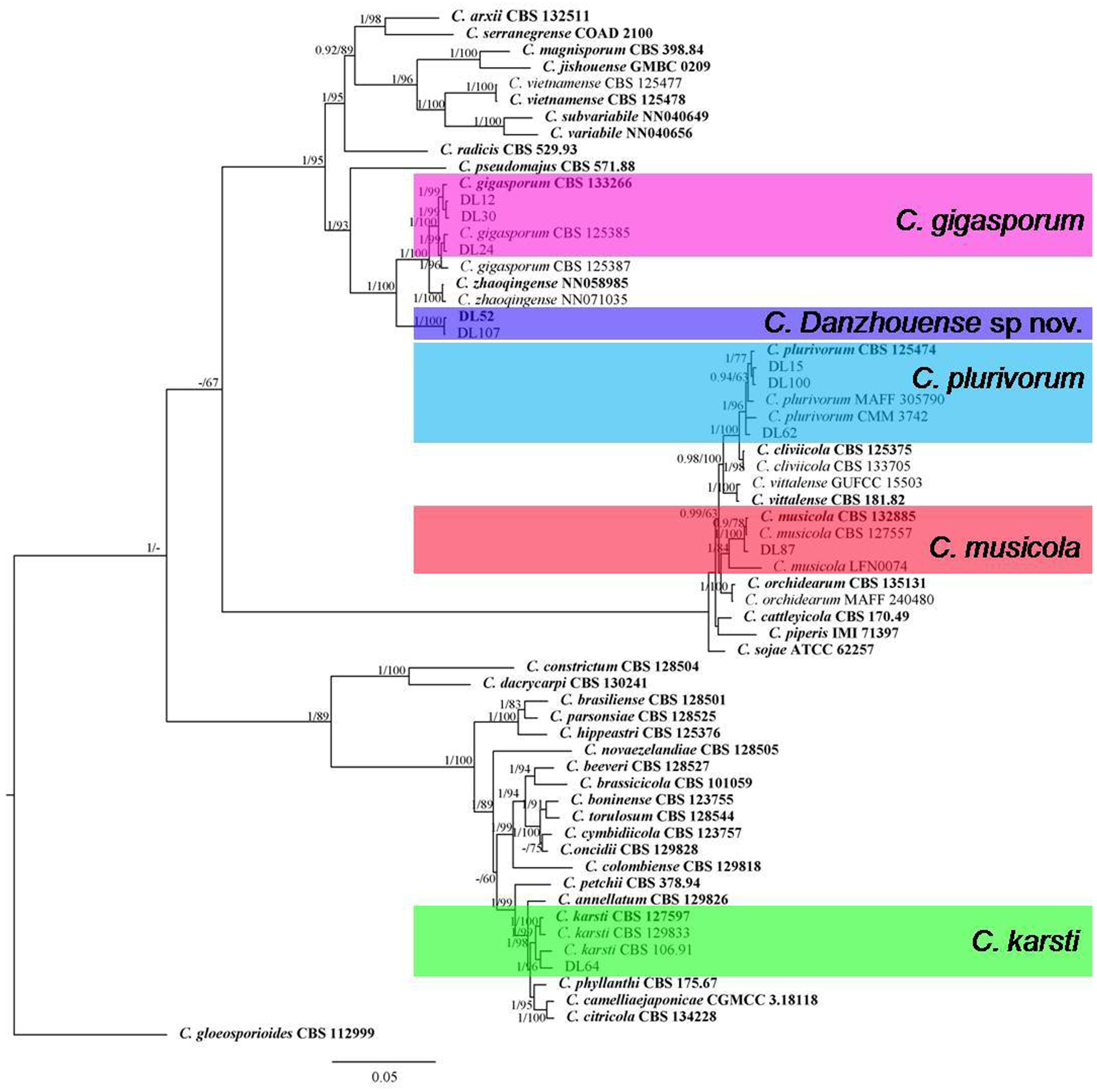 JoF | Free Full-Text | Characterization of Colletotrichum Species 