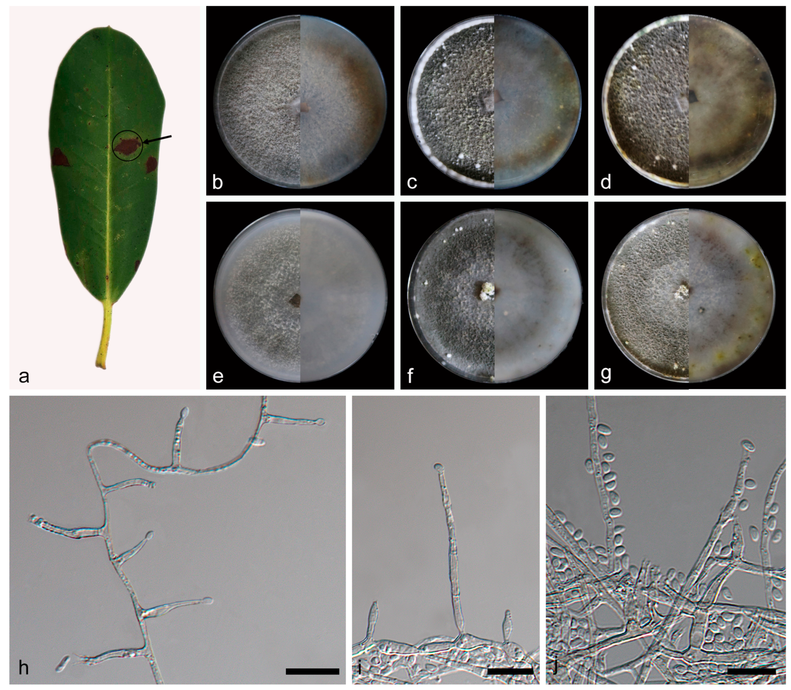 A Taxonomic and Phylogenetic Study of Anamorphic Strains of A Taxonomic and Phylogenetic Study of Anamorphic Strains of