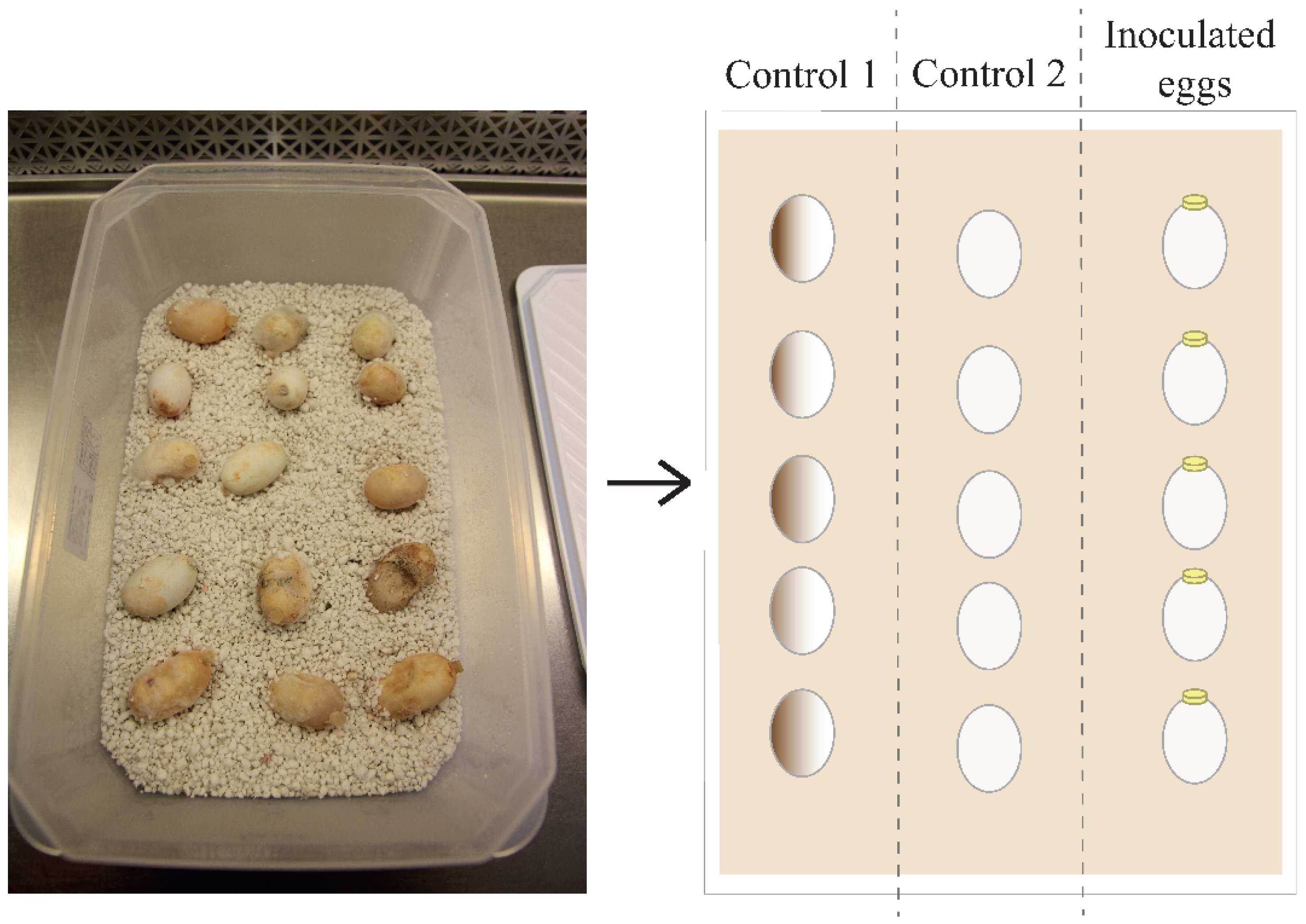 Trachemys scripta Eggs as Part of a Potential In Vivo Model for ...