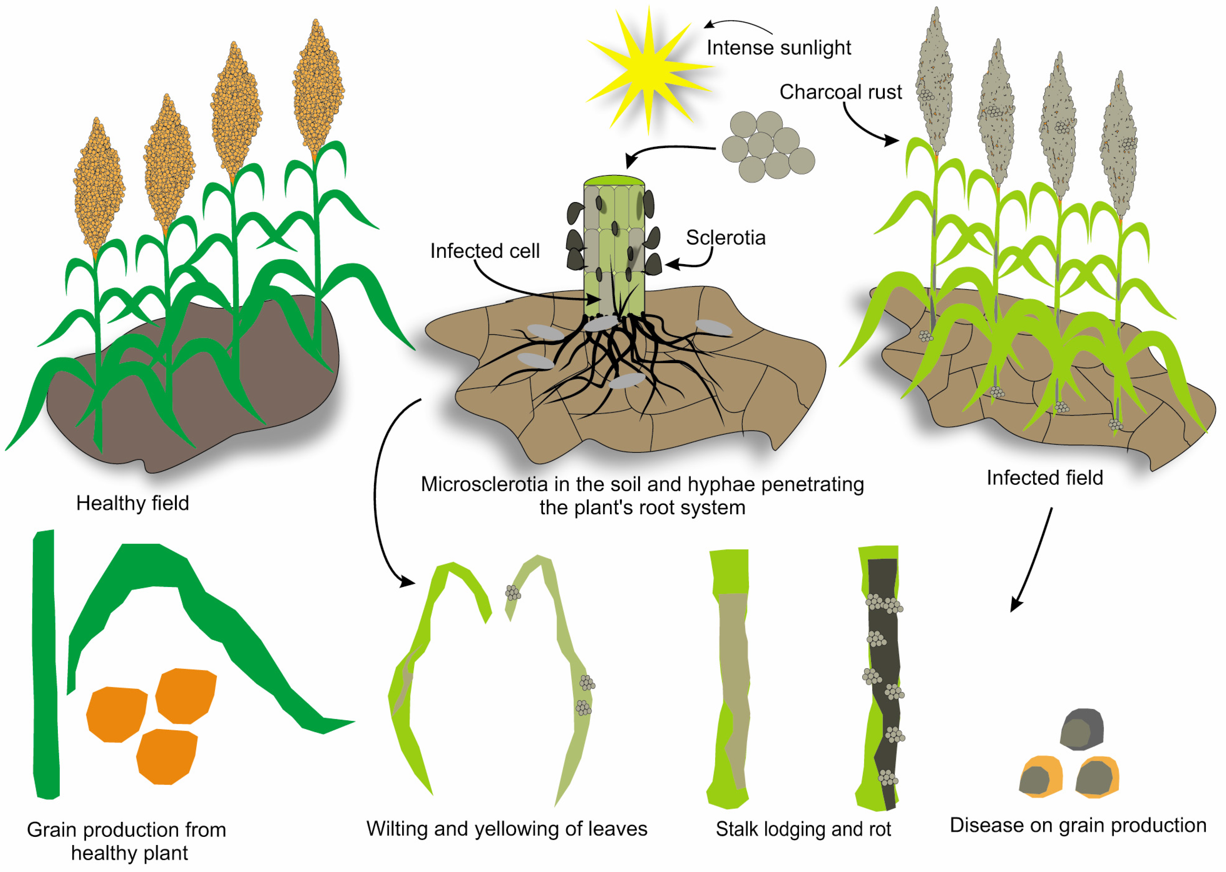 Sustainable Management of Major Fungal Phytopathogens in Sorghum ...