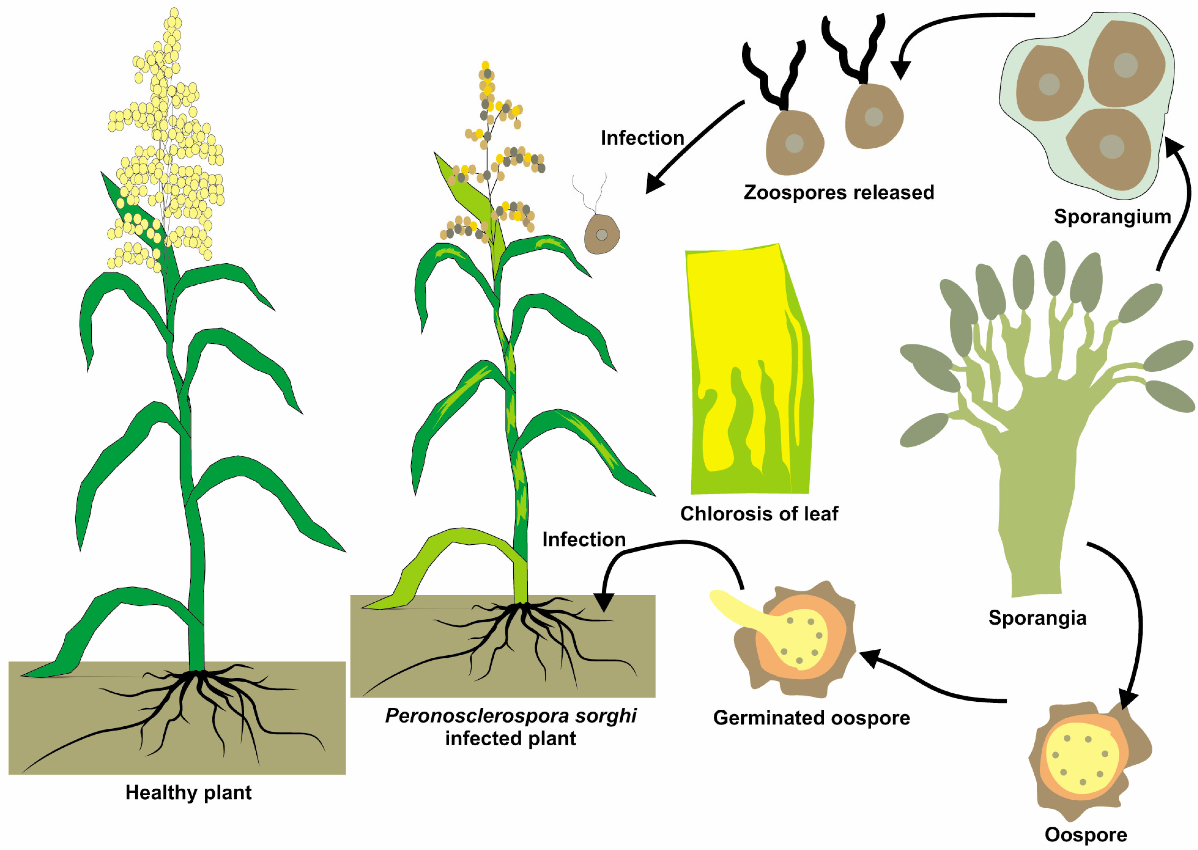 Sustainable Management of Major Fungal Phytopathogens in Sorghum ...