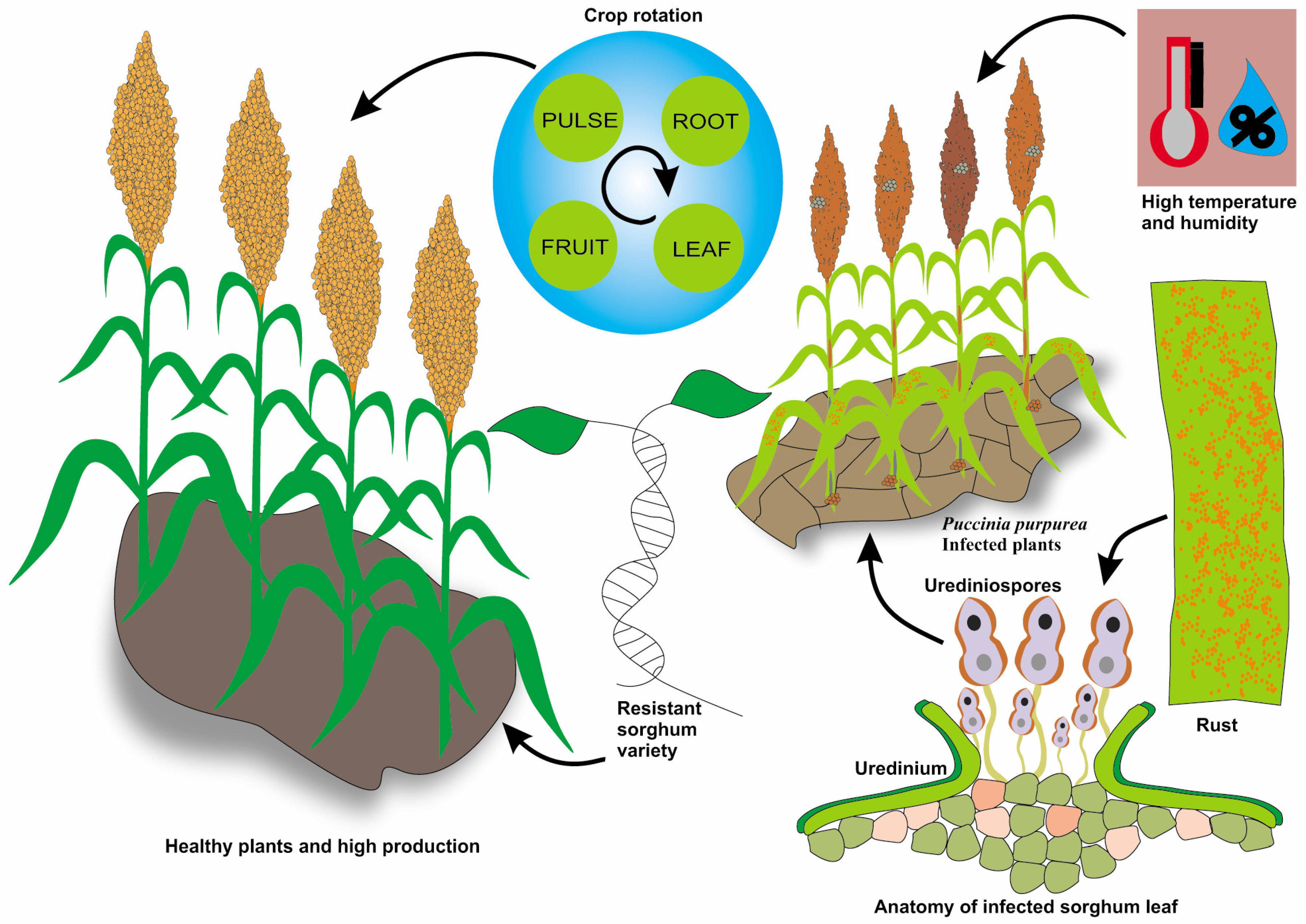 Sustainable Management of Major Fungal Phytopathogens in Sorghum ...