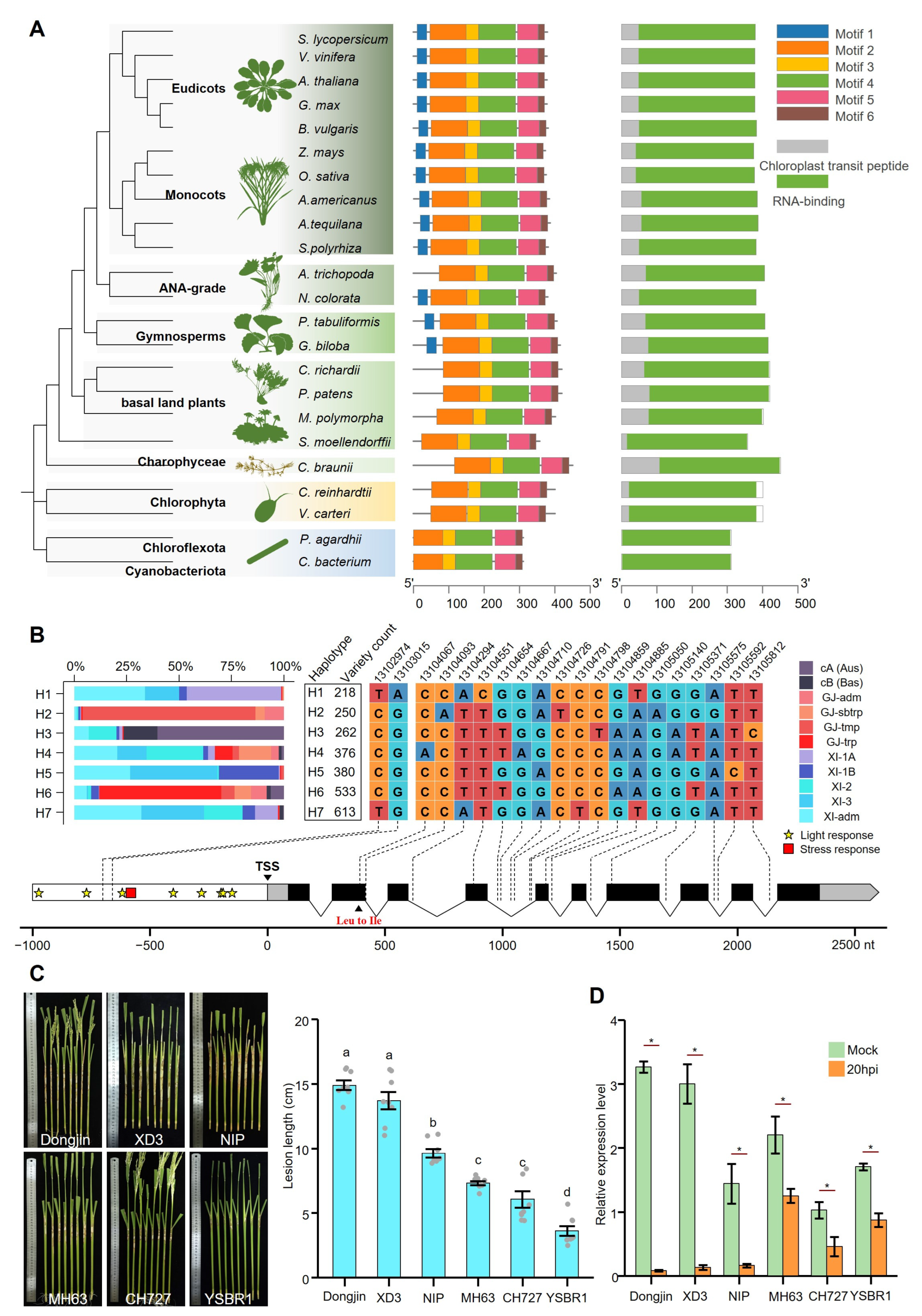 Overexpression of OsCSP41b Enhances Rice Tolerance to Sheath