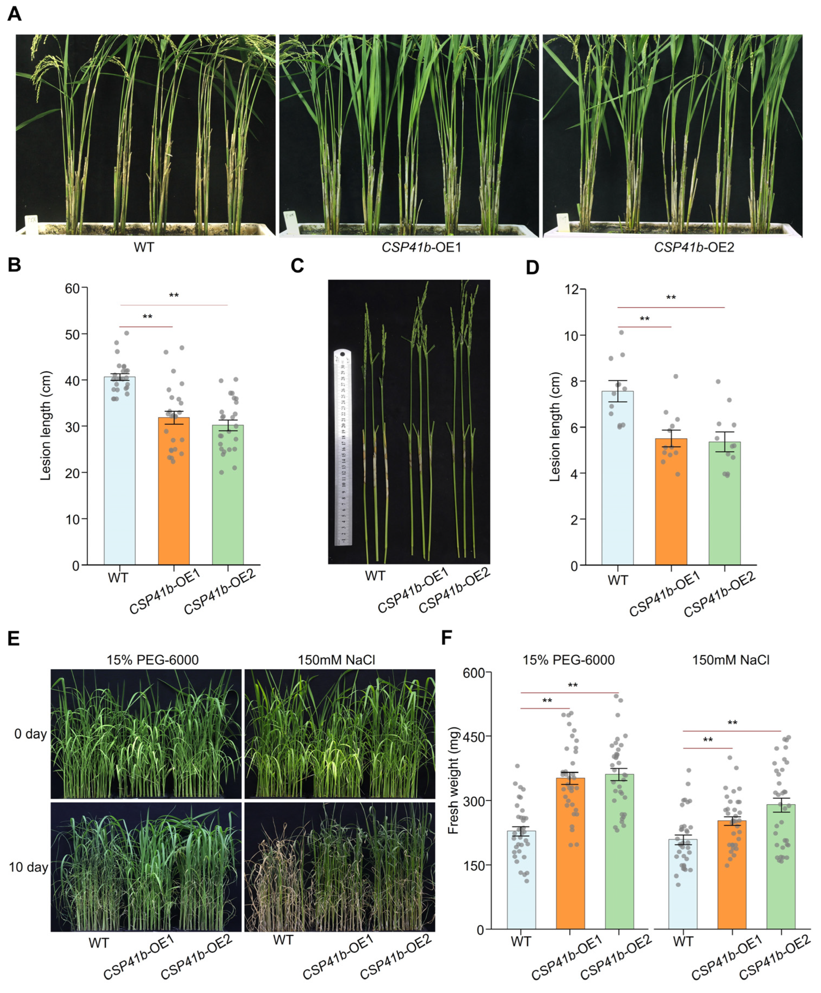 Overexpression of OsCSP41b Enhances Rice Tolerance to Sheath