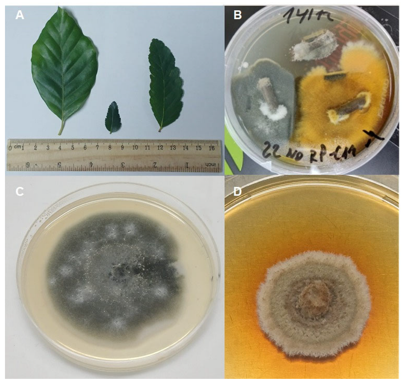 Antimicrobial Activity of Submerged Cultures of Endophytic Fungi ...