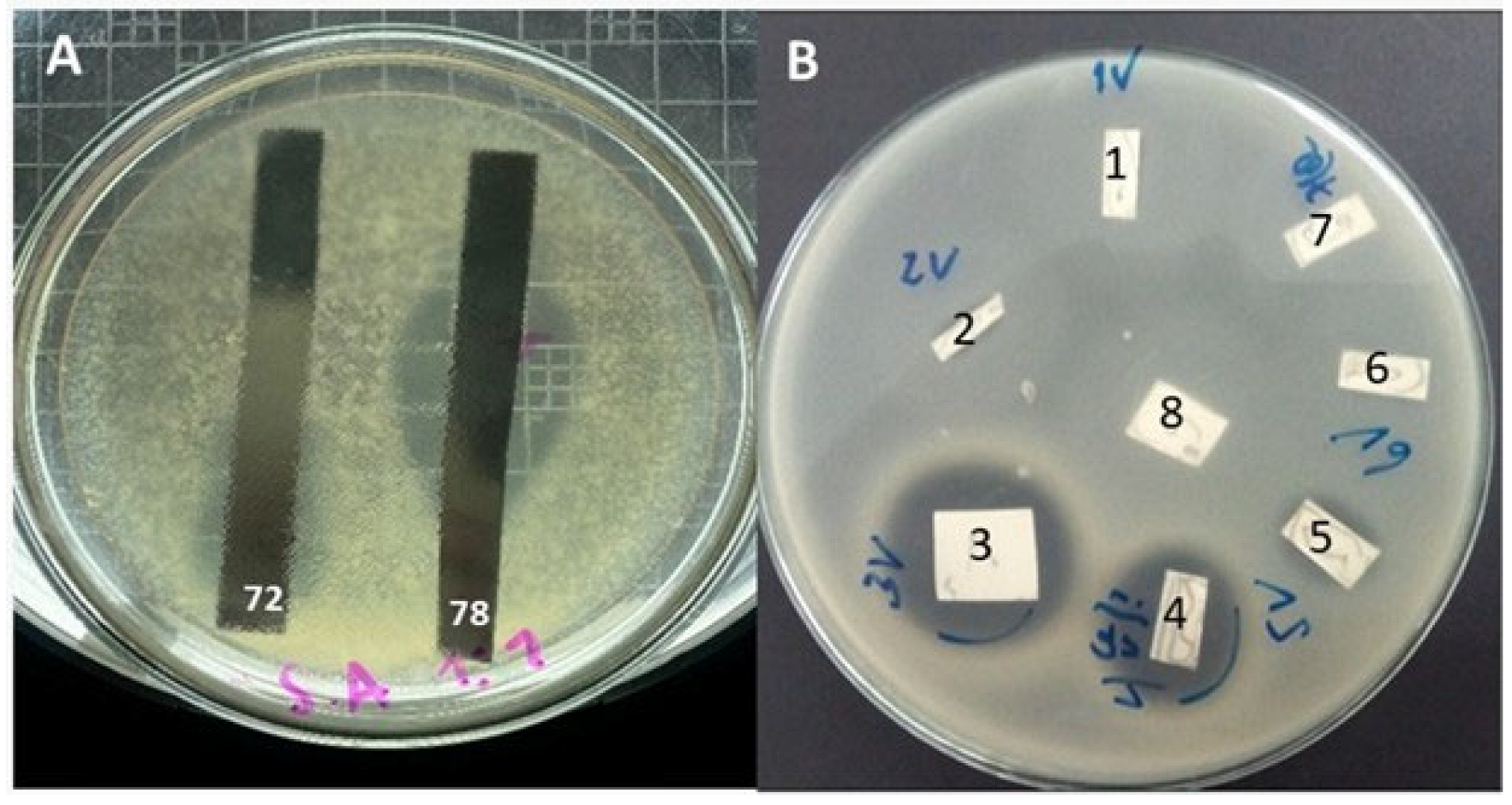 Antimicrobial Activity of Submerged Cultures of Endophytic Fungi ...