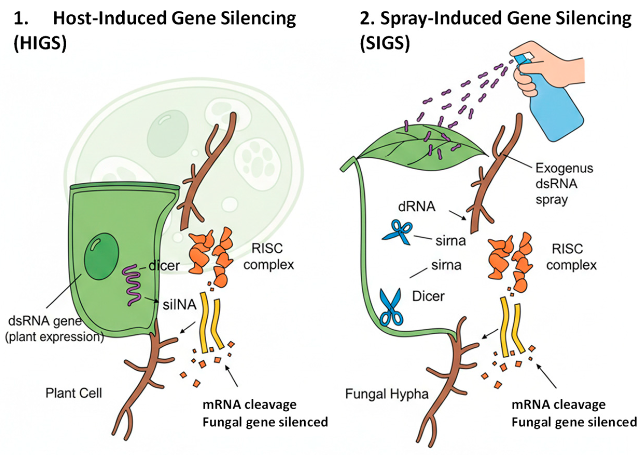 Advances in the Control of Plant Fungal Pathogens
