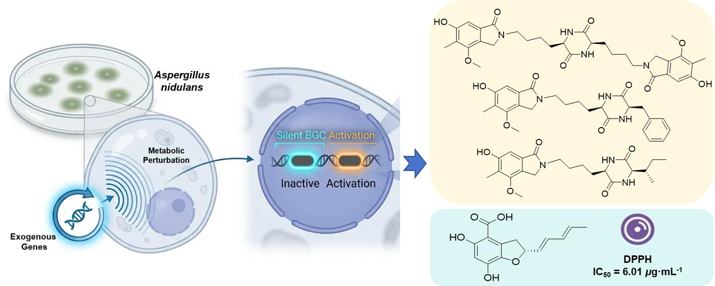 Heterologous Expression Unexpectedly Activates the Host Cryptic Genes ...