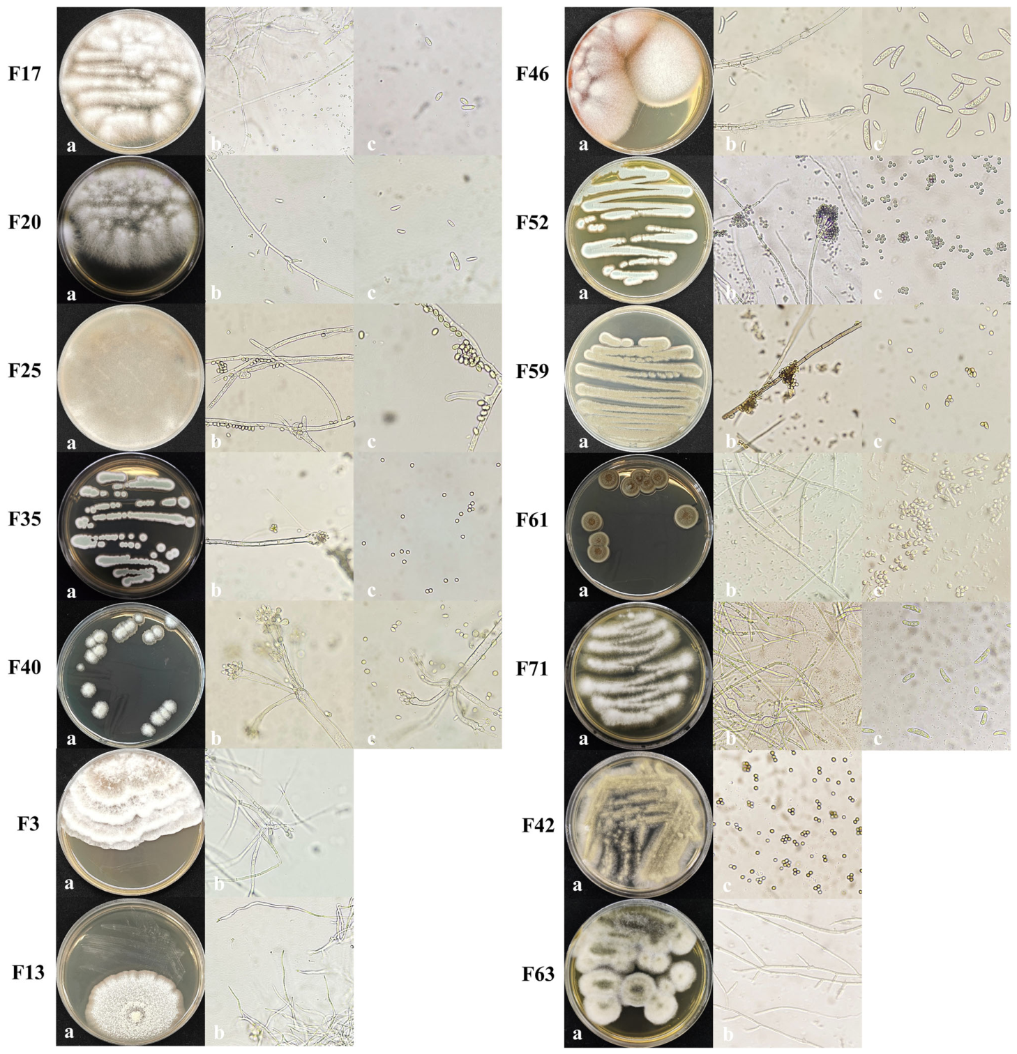 Ten Sharp Roots Identification and Biocontrol of Pathogenic Fungi Causing Root Rot of ...