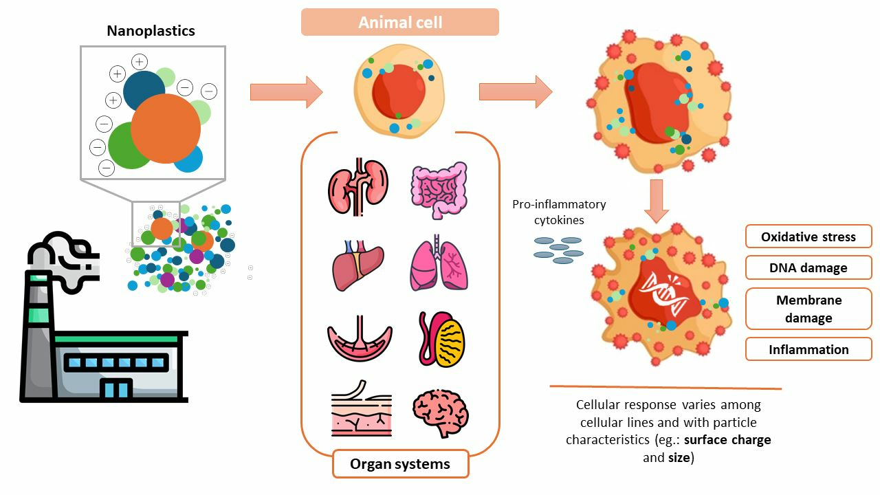 Assessing The Impact Of Nanoplastics In Biological Systems Systematic Assessing The Impact Of Nanoplastics In Biological Systems Systematic