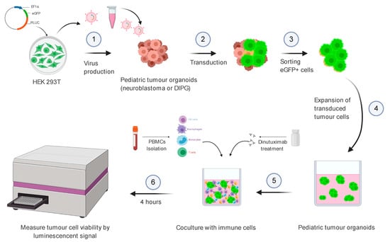 JPM | Free Full-Text | Neuroblastoma and DIPG Organoid Coculture System ...