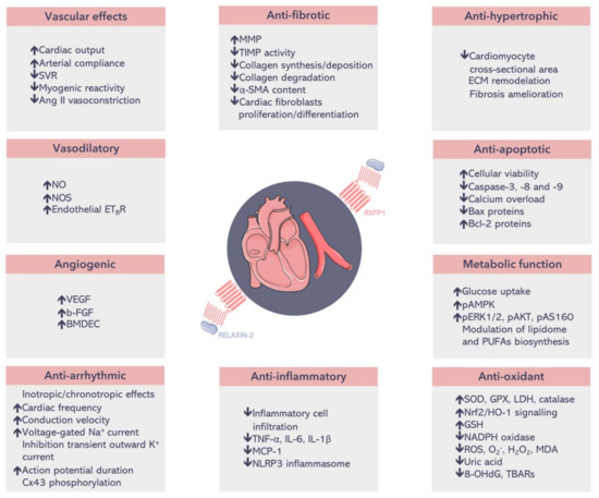 JPM | Free Full-Text | Relaxin-2 as a Potential Biomarker in ...